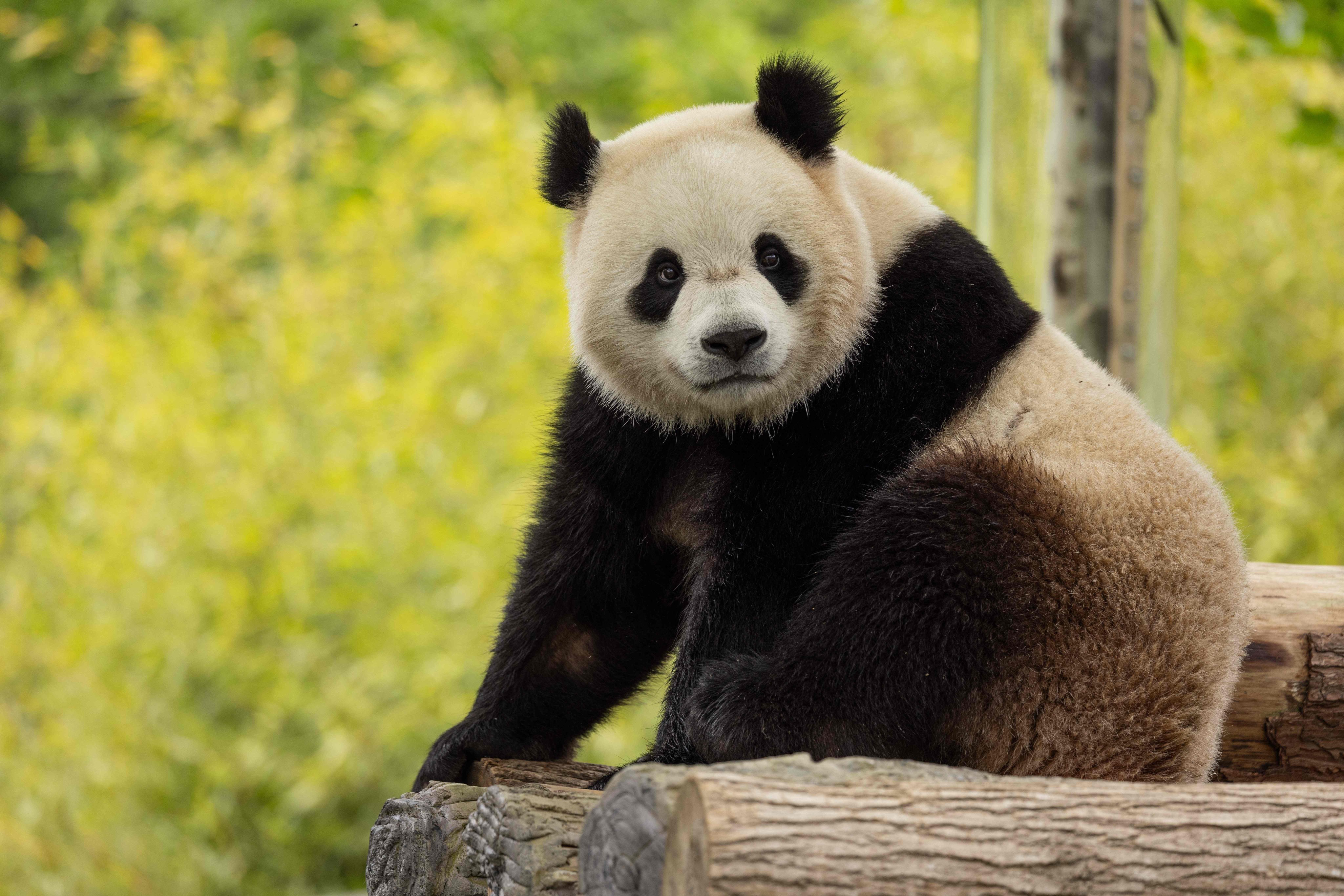 Two-year-old giant panda Bao Li is seen in his habitat at Shenshuping Base in Wolong, China. He and prospective mate Qing Bao will be sent to the US by the end of the year, officials have said. Photo: Roshan Patel, Smithsonian’s National Zoo and Conservation Biology Institute via AFP