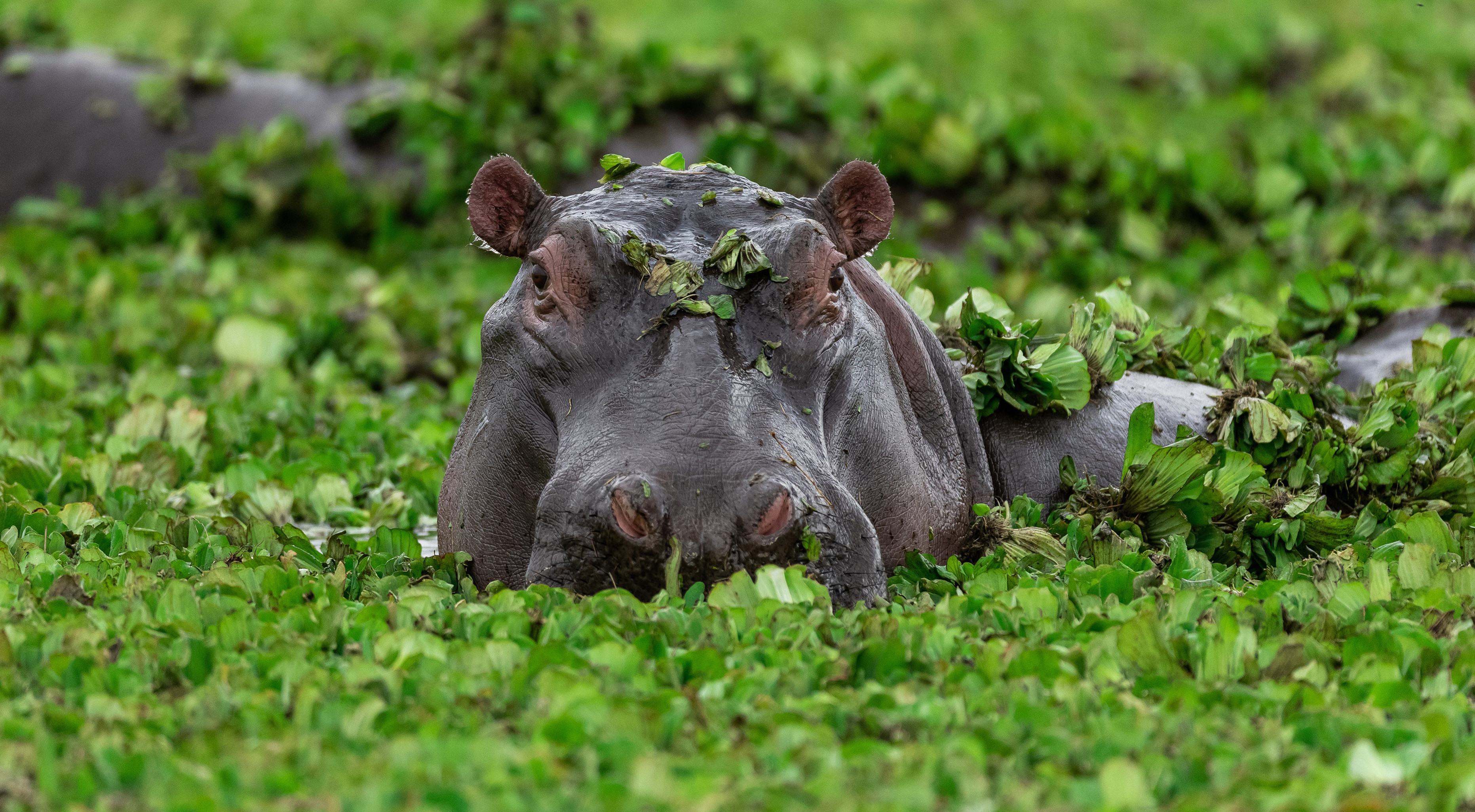 Hippos can be very dangerous, so it’s best not to go near them! Photo: Shutterstock