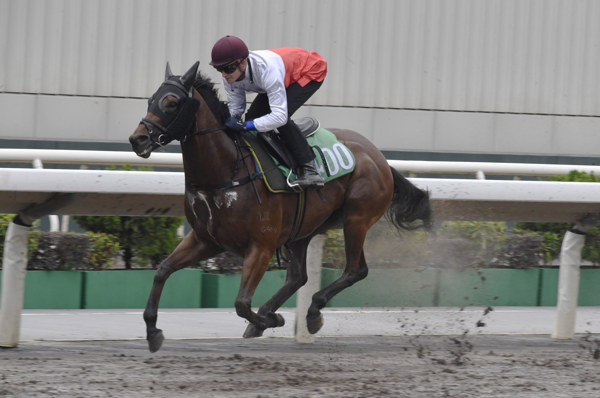 Plentiful wins a Sha Tin dirt trial for Luke Ferraris.