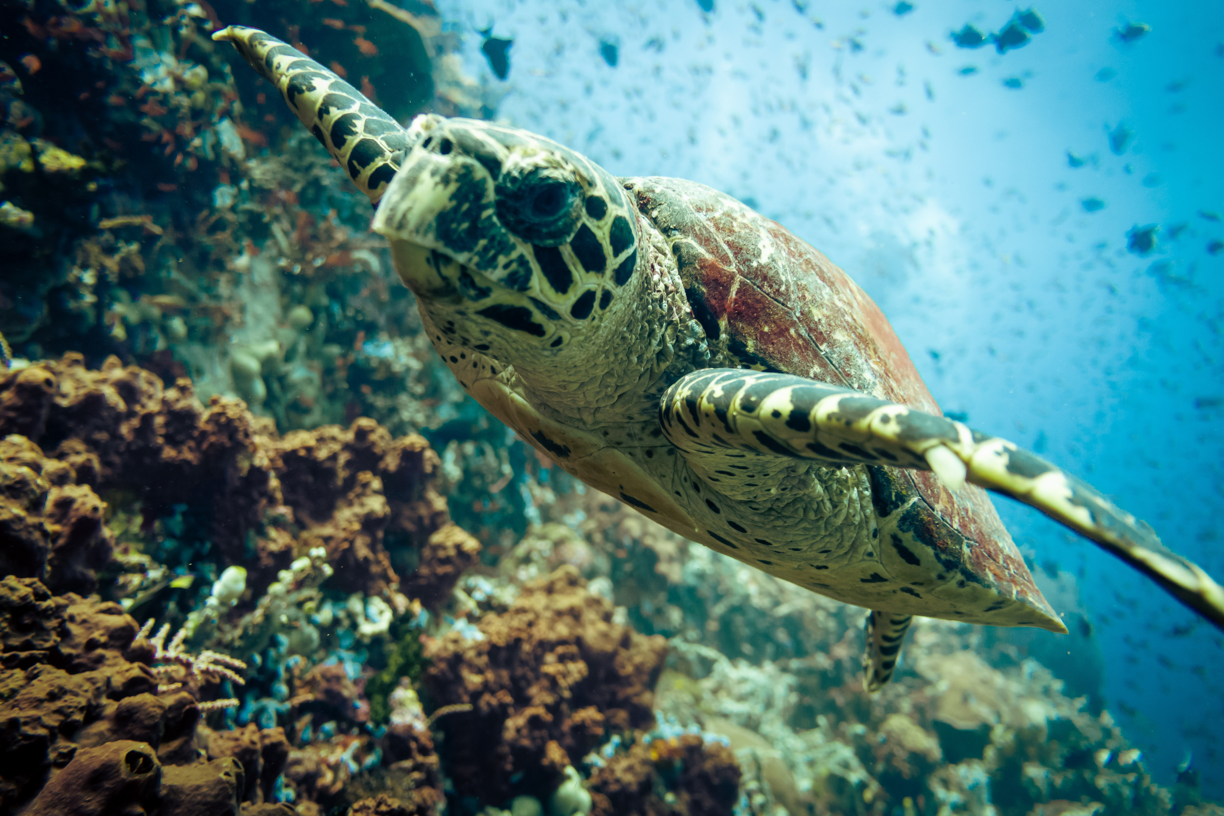 A green sea turtle in waters near Puerto Galera in the Philippines. Photo: Sarah Gillespie