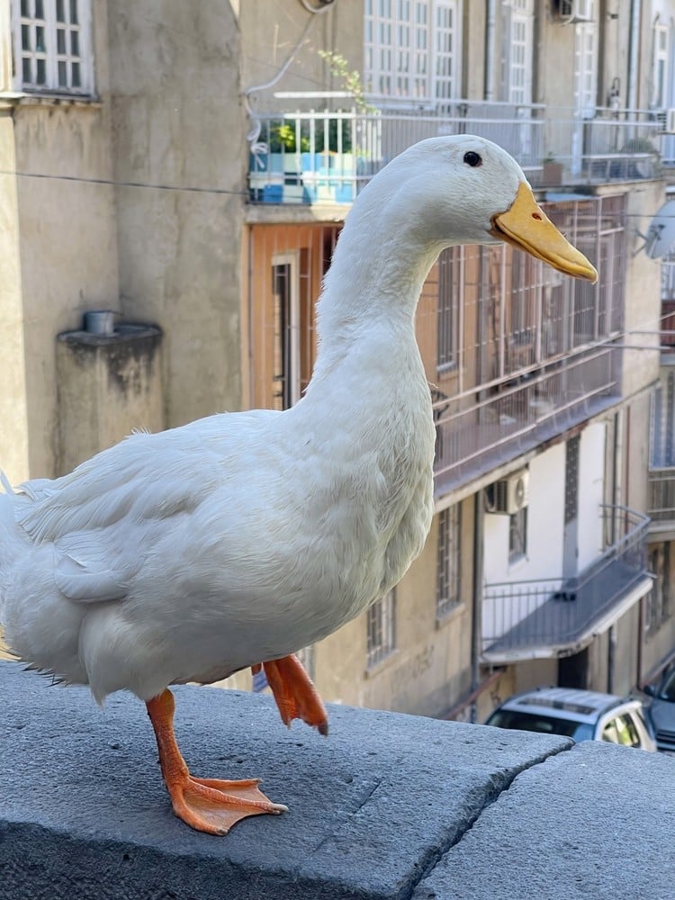 Ducks have found ways to survive in urban areas, but it is still not easy for them adapt to being around so many humans. Photo: Shutterstock