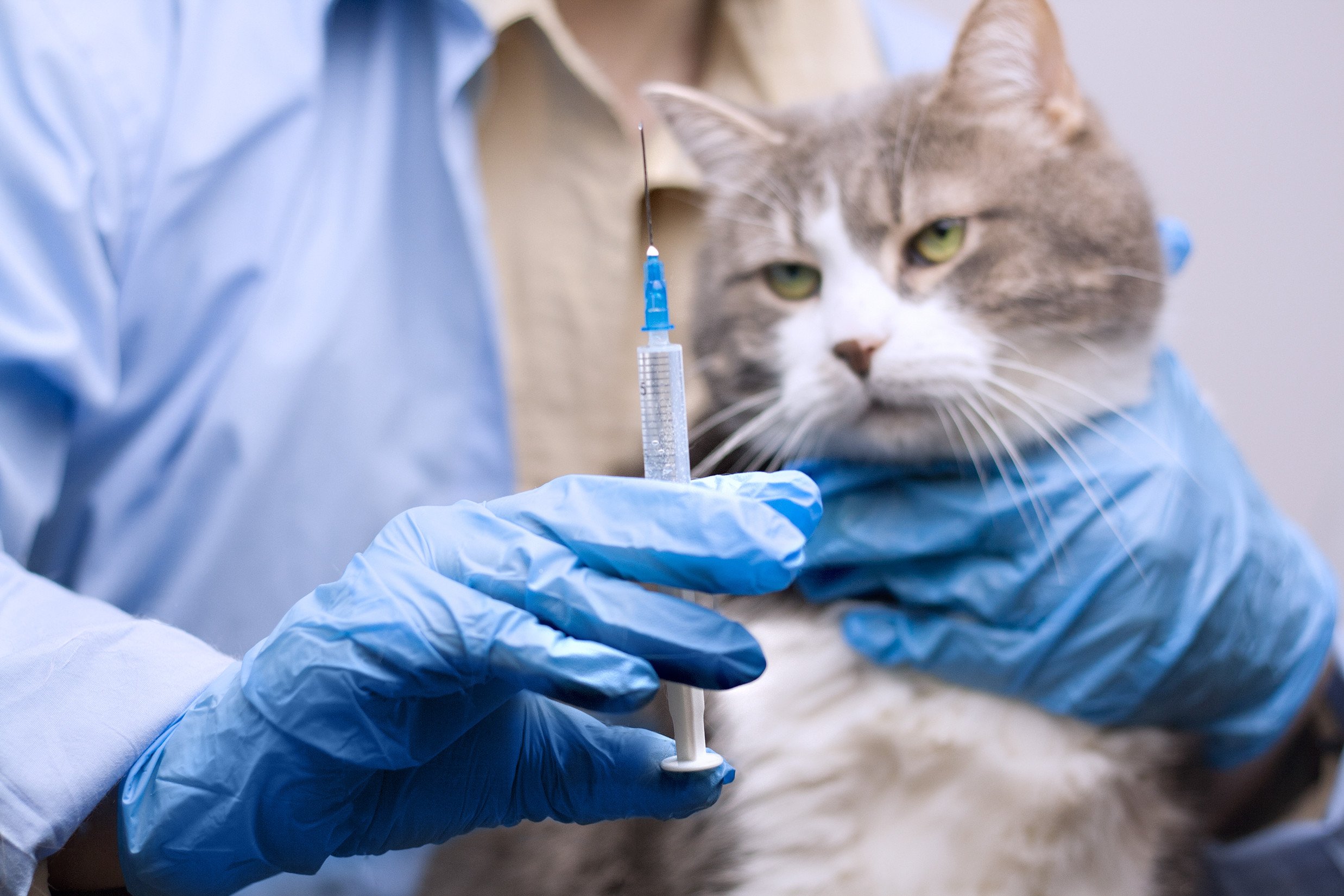 A veterinarian prepares to vaccinate a pet cat.  Photo: Shutterstock