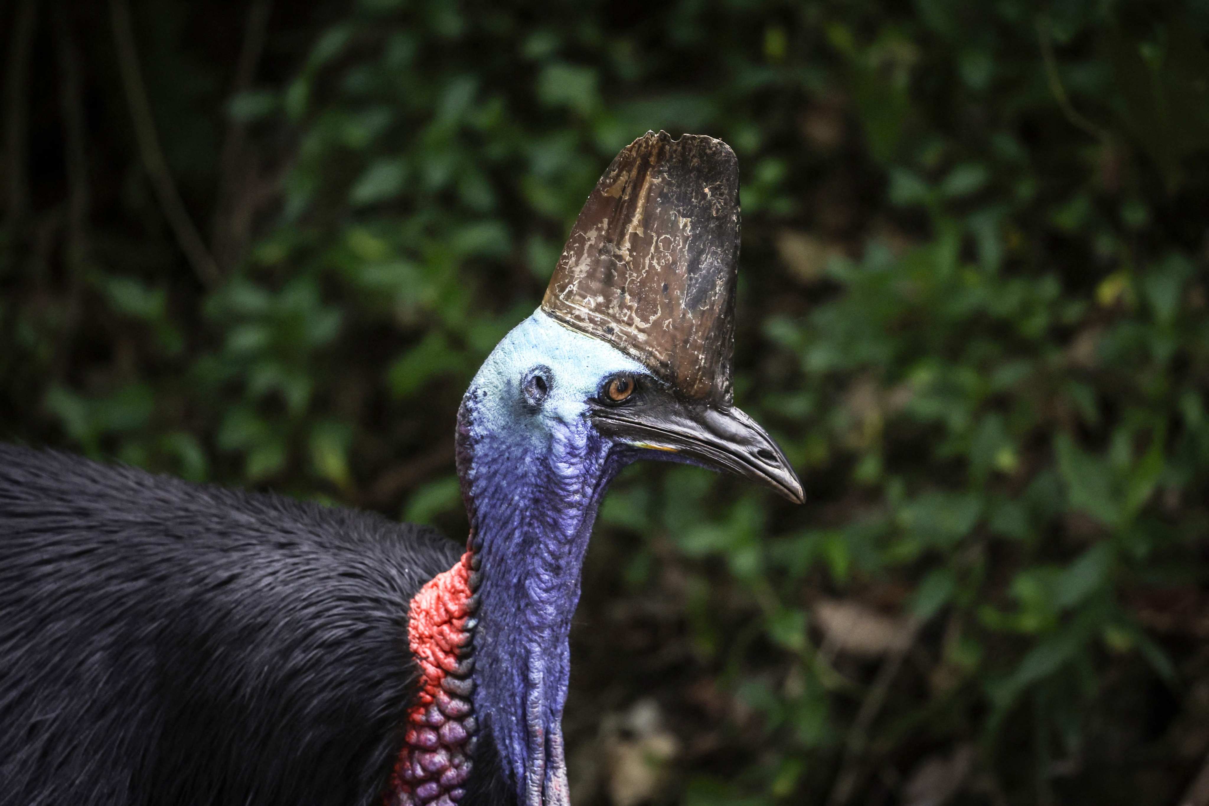Only about 4,500 cassowary birds remain in the wild. Photo: AFP