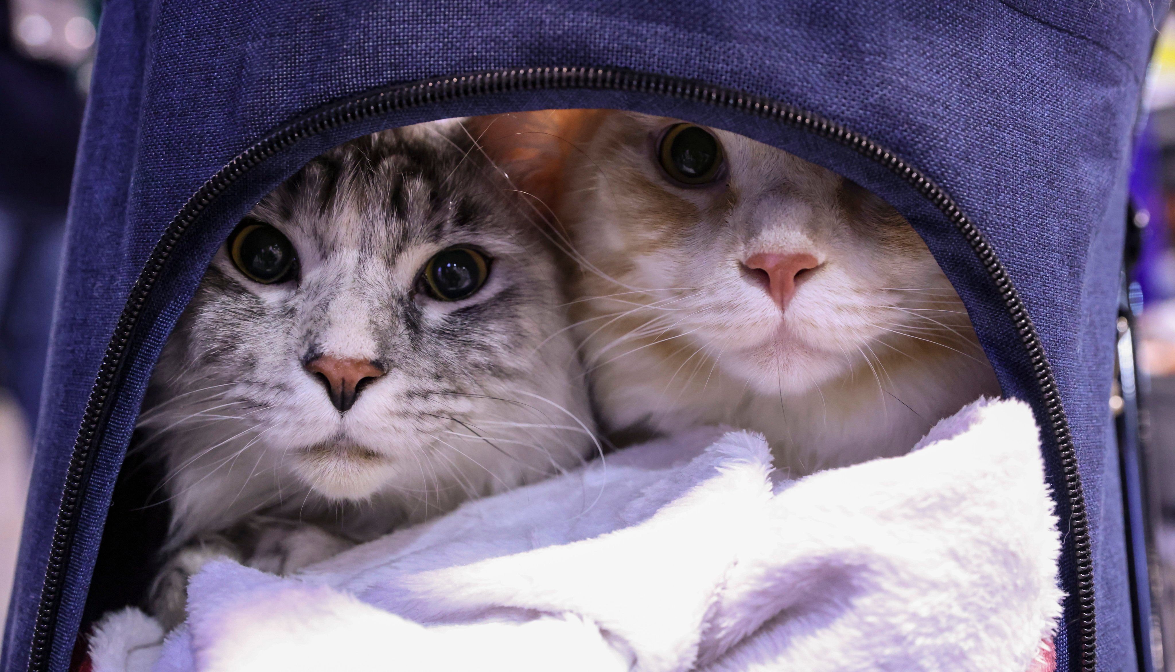 The quarantine period for pets in Hong Kong depends on the origin of the animals, with authorities classifying the areas into three groups. Photo: Yik Yeung-man
