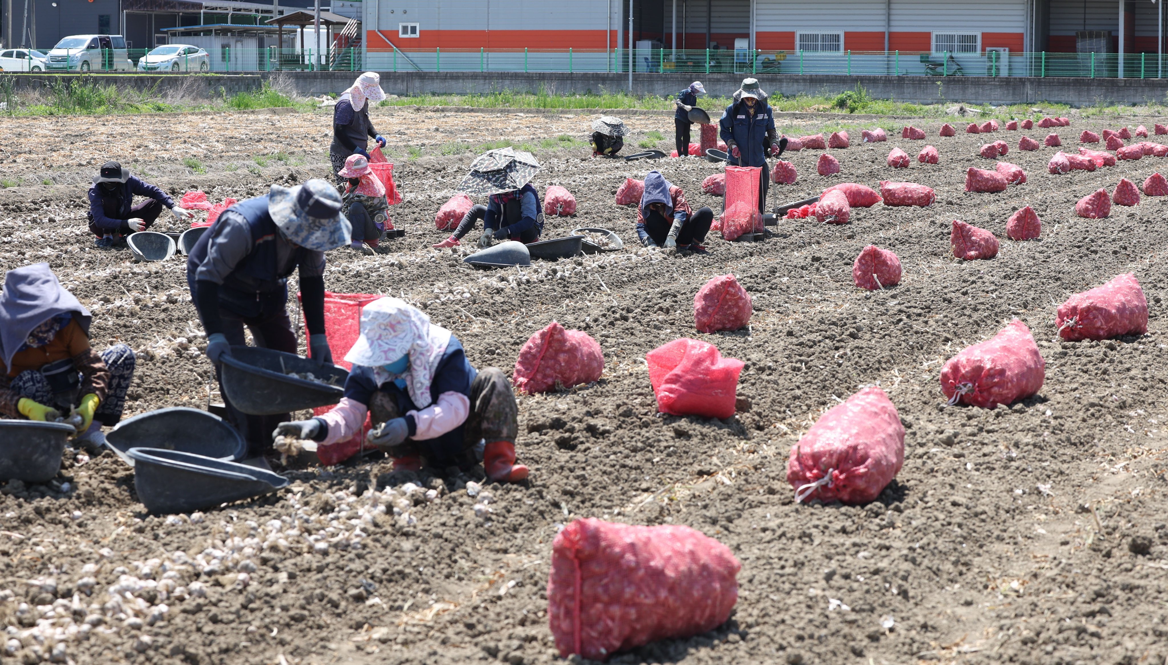 Seasonal migrant workers harvest onions at a farm in Changnyeong, South Korea. Photo: EPA-EFE/Yonhap