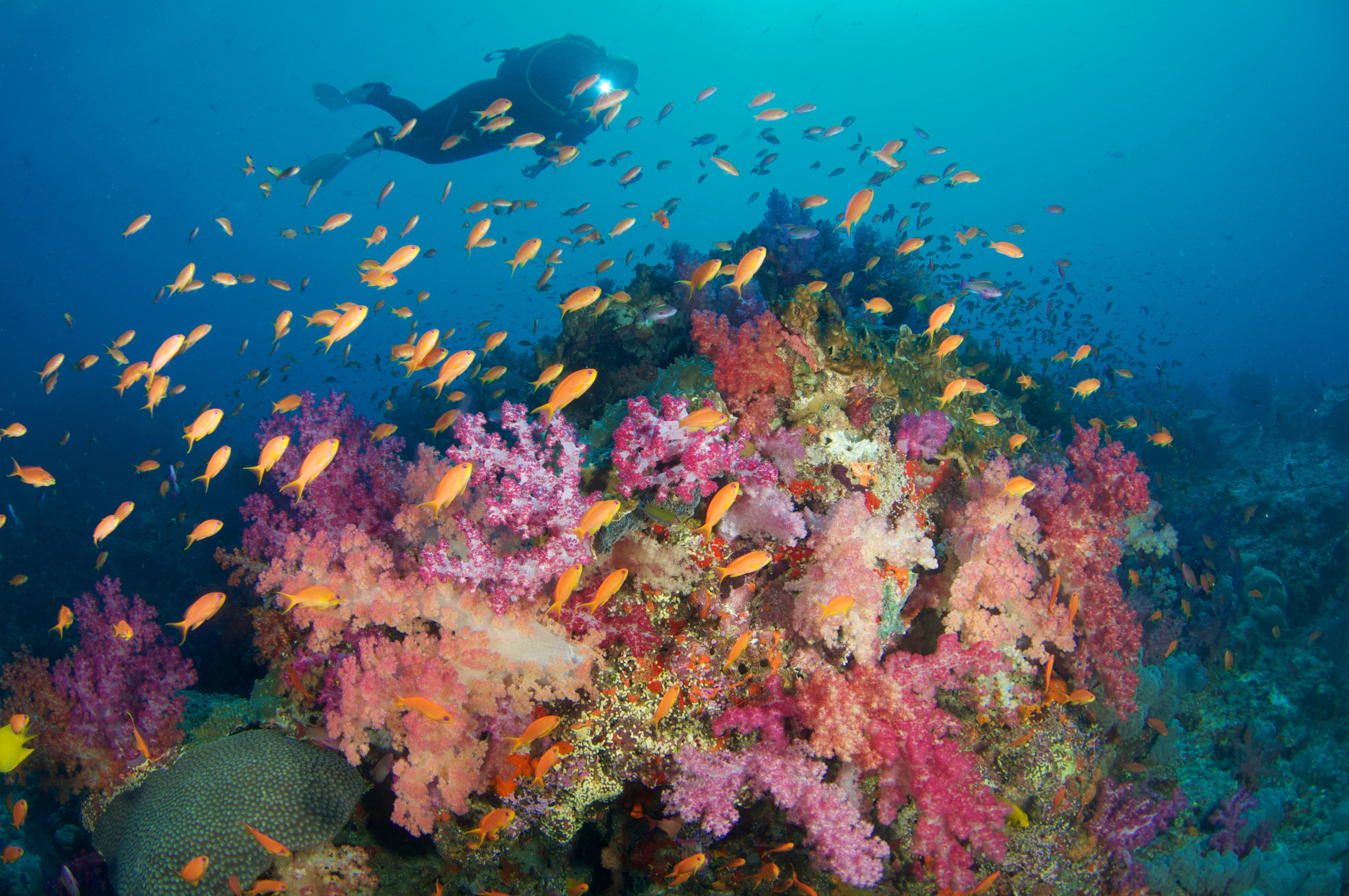 Fiji’s clear waters and colourful coral reefs are just some of the things that make it a great tropical getaway. Photo: Getty Images