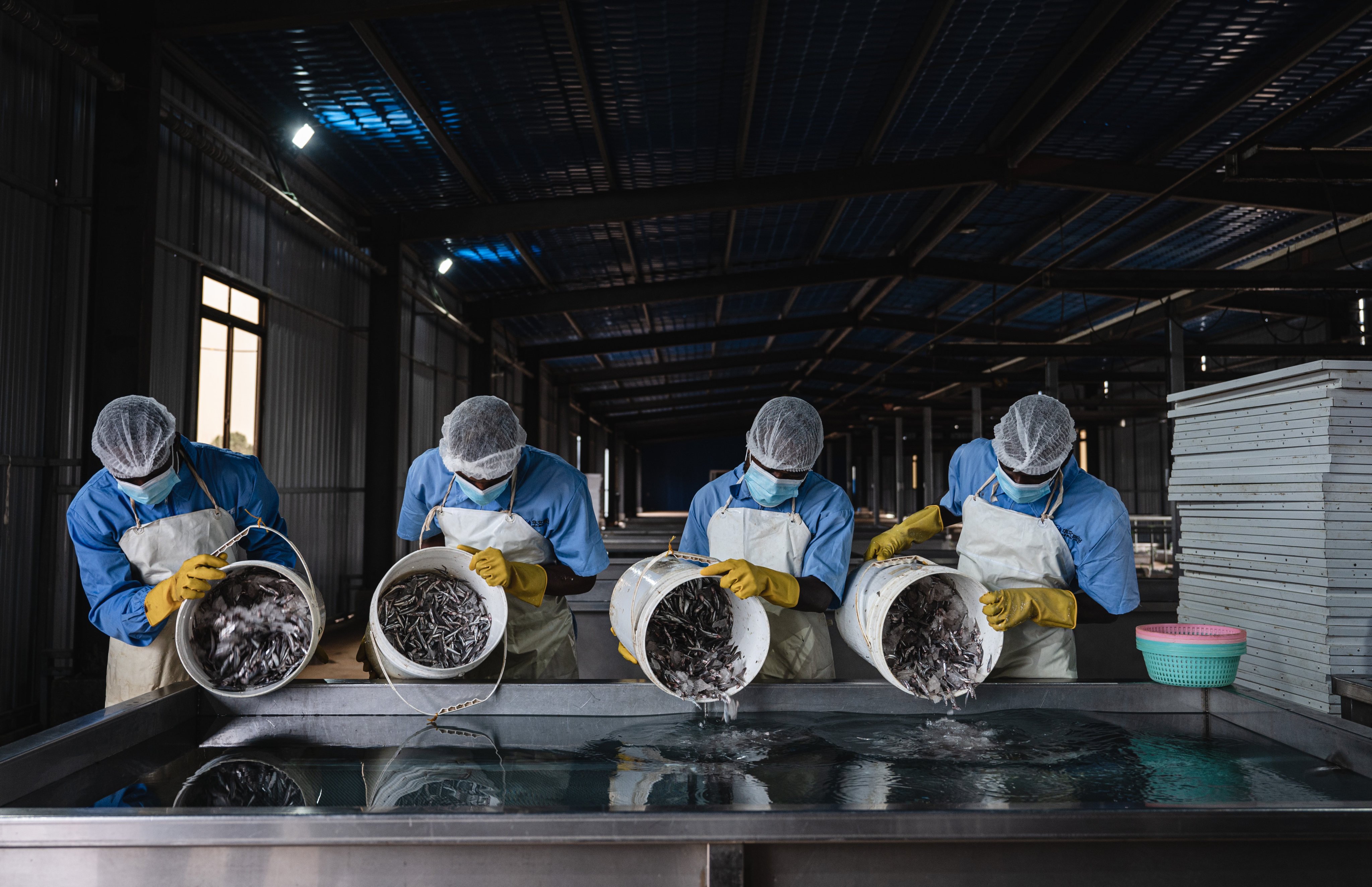 Workers clean anchovies destined for the Chinese market at a processing plant in Kenya. Photo: Xinhua