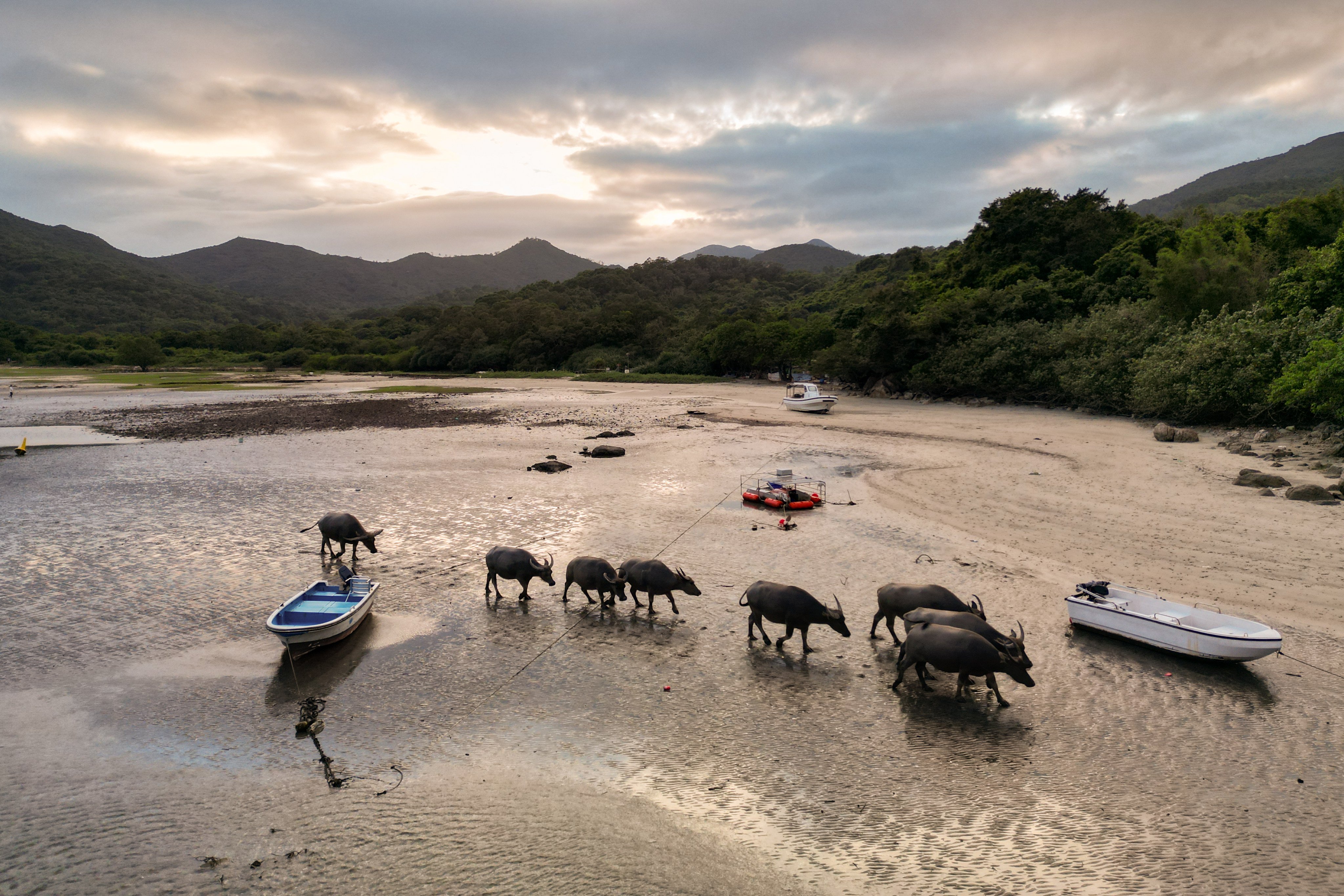 A herd of buffaloes crosses Shui Hau Wan when the tide recedes. The government plans to transform South Lantau into holiday spot. Photo: Eugene Lee