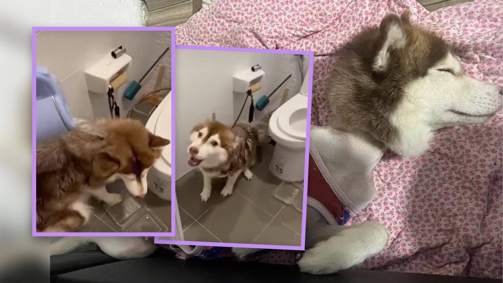 Video footage of a woman in Thailand pouring searing hot water over her pregnant pet Husky as punishment for “stealing a snack” has sparked public outrage and an investigation into her behaviour. Photo: SCMP composite/Facebook