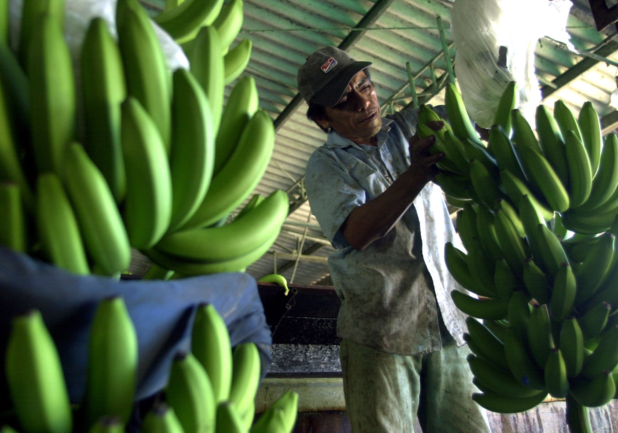 A banana packing plant. Photo: AP