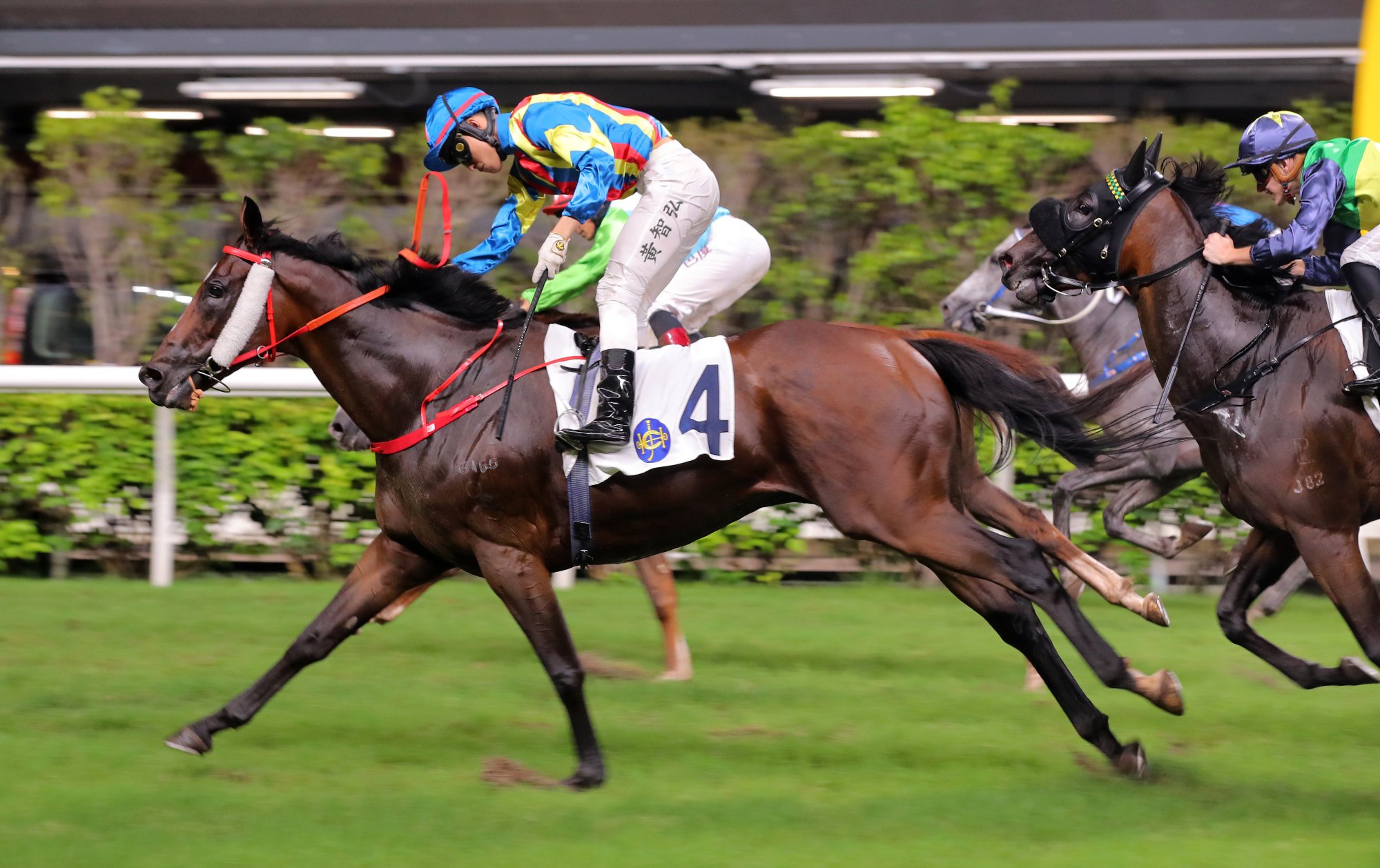 Happy Fat Cat salutes under Ellis Wong at Happy Valley earlier this month.