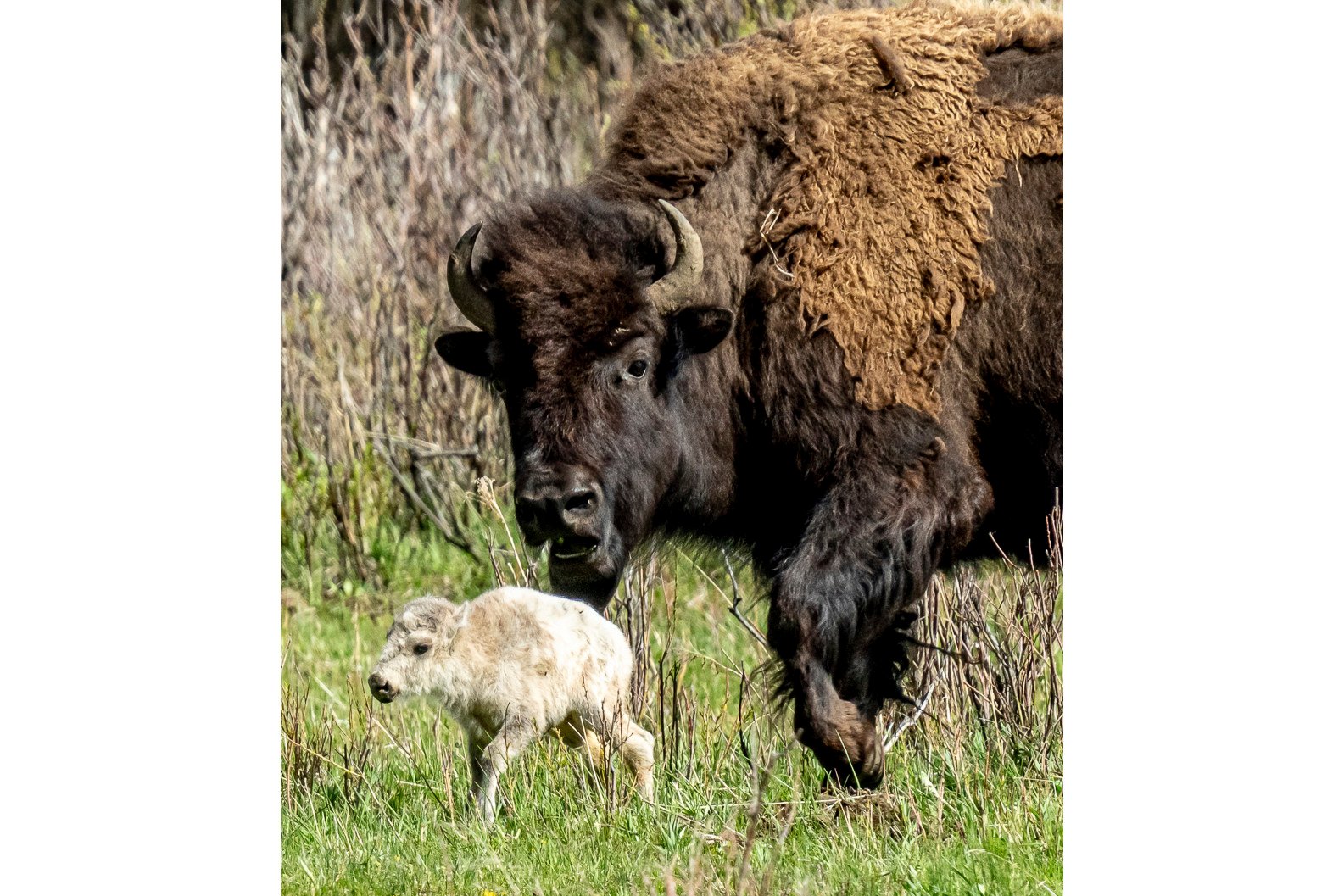 A rare white buffalo calf, reportedly born in Yellowstone National Park’s Lamar Valley, is shown on June 4. Photo: Erin Braaten/Dancing Aspens Photography via AP