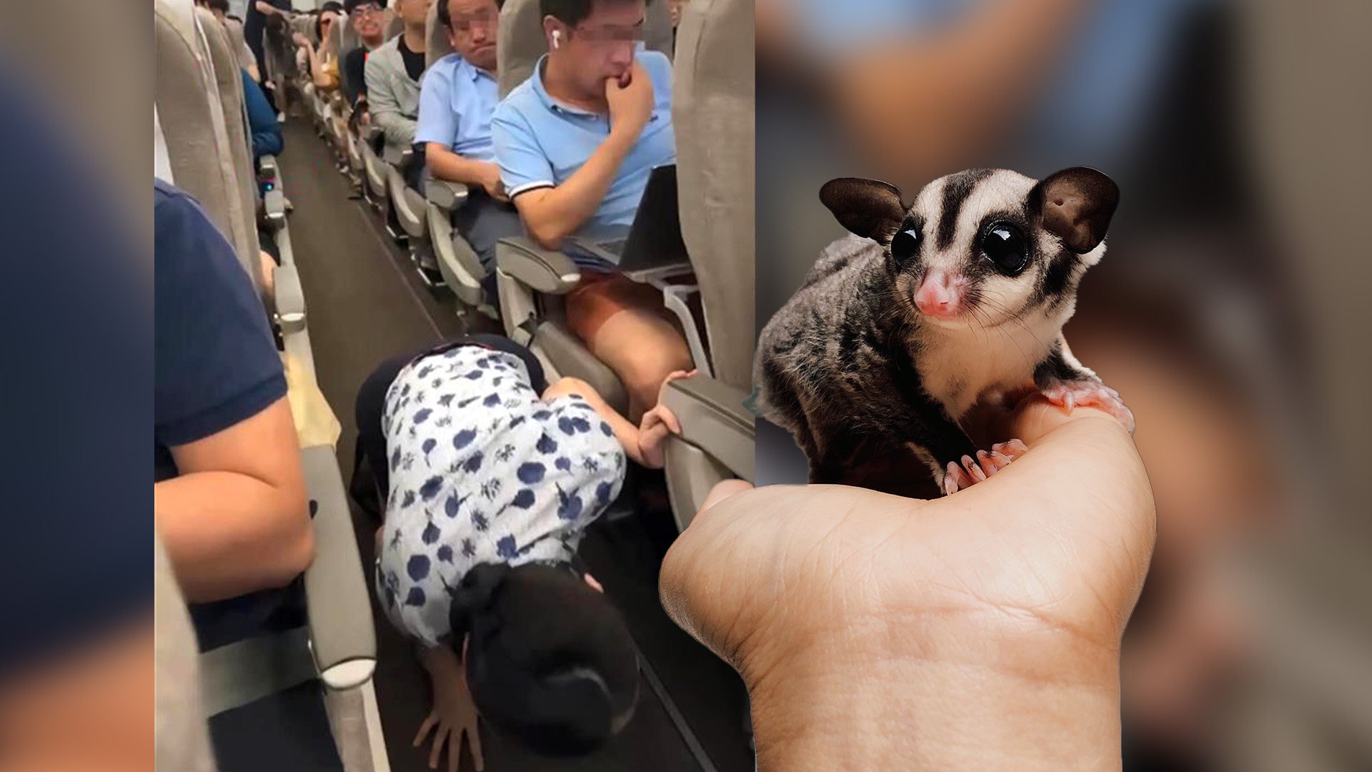 A commotion ensued when a Chinese woman brought her pet sugar glider onto a plane, prompting the evacuation of passengers. Photo: SCMP composite/Shutterstock/Douyin