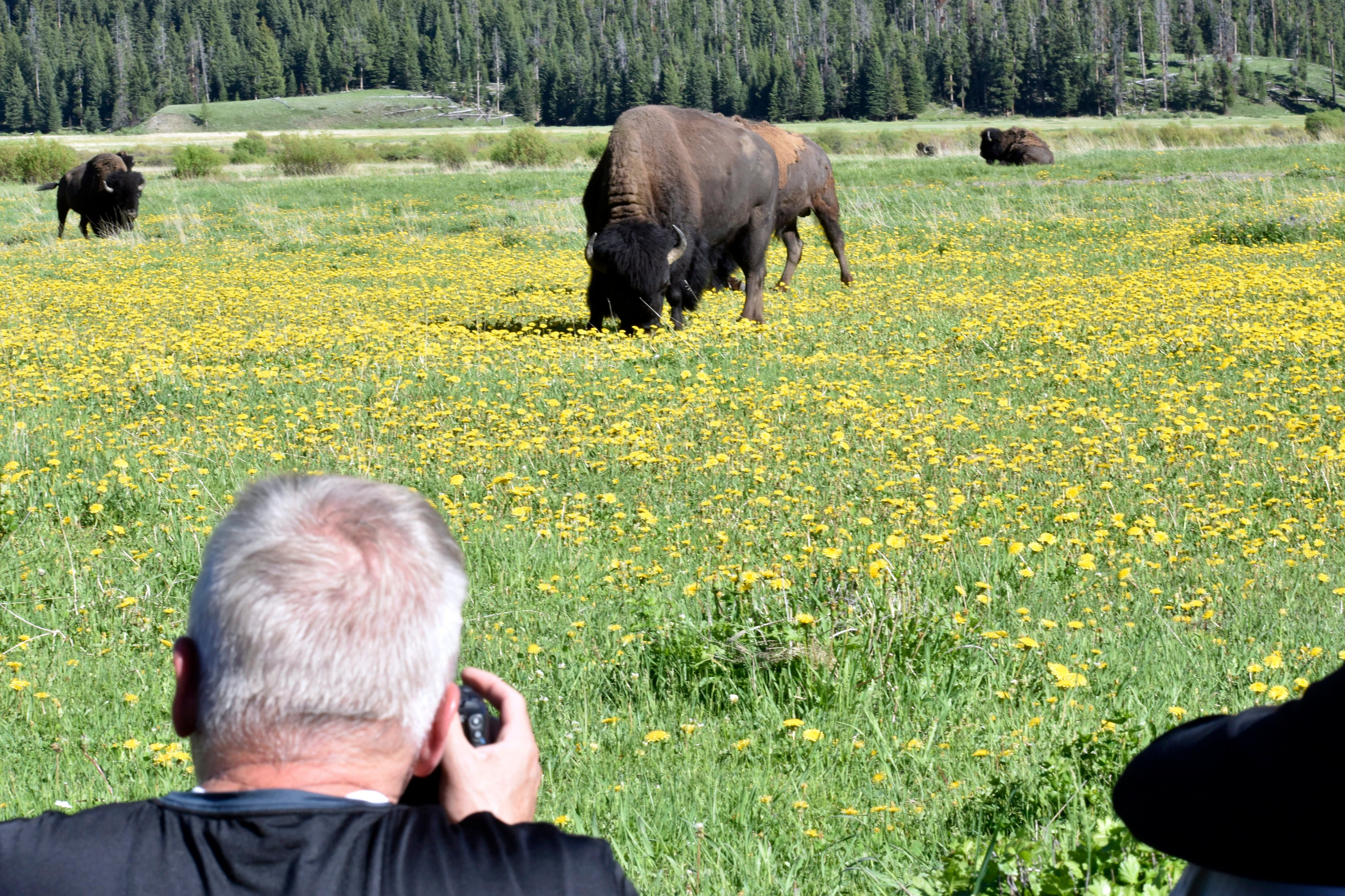 A rare sighting of a white buffalo calf in Yellowstone’s Lamar Valley has inspired visitors to try to catch a glimpse of the animal. Photo: AP