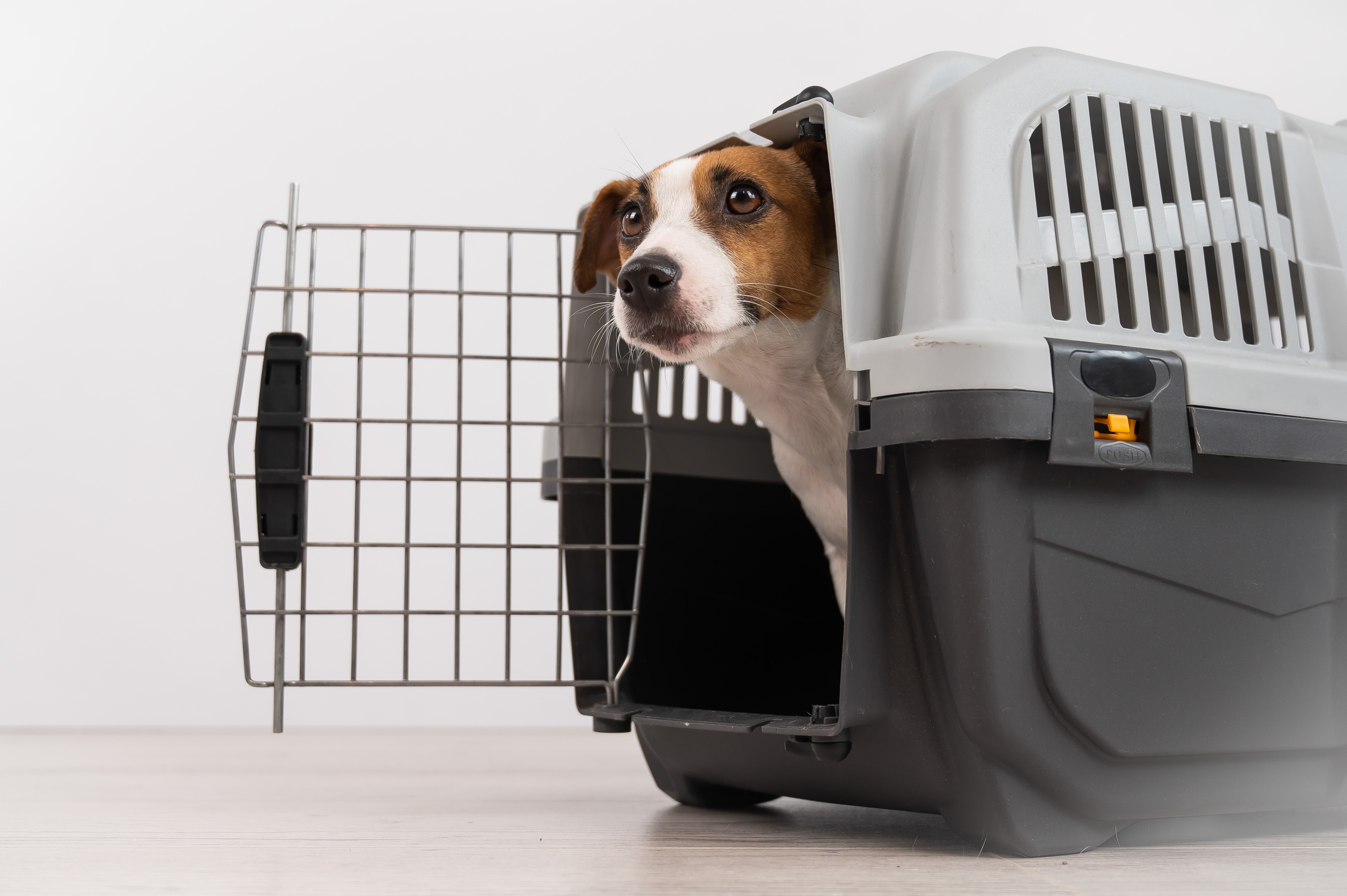 Officials say restrictions for the transportation of animals into Hong Kong may be loosened in the near future. Photo: Shutterstock