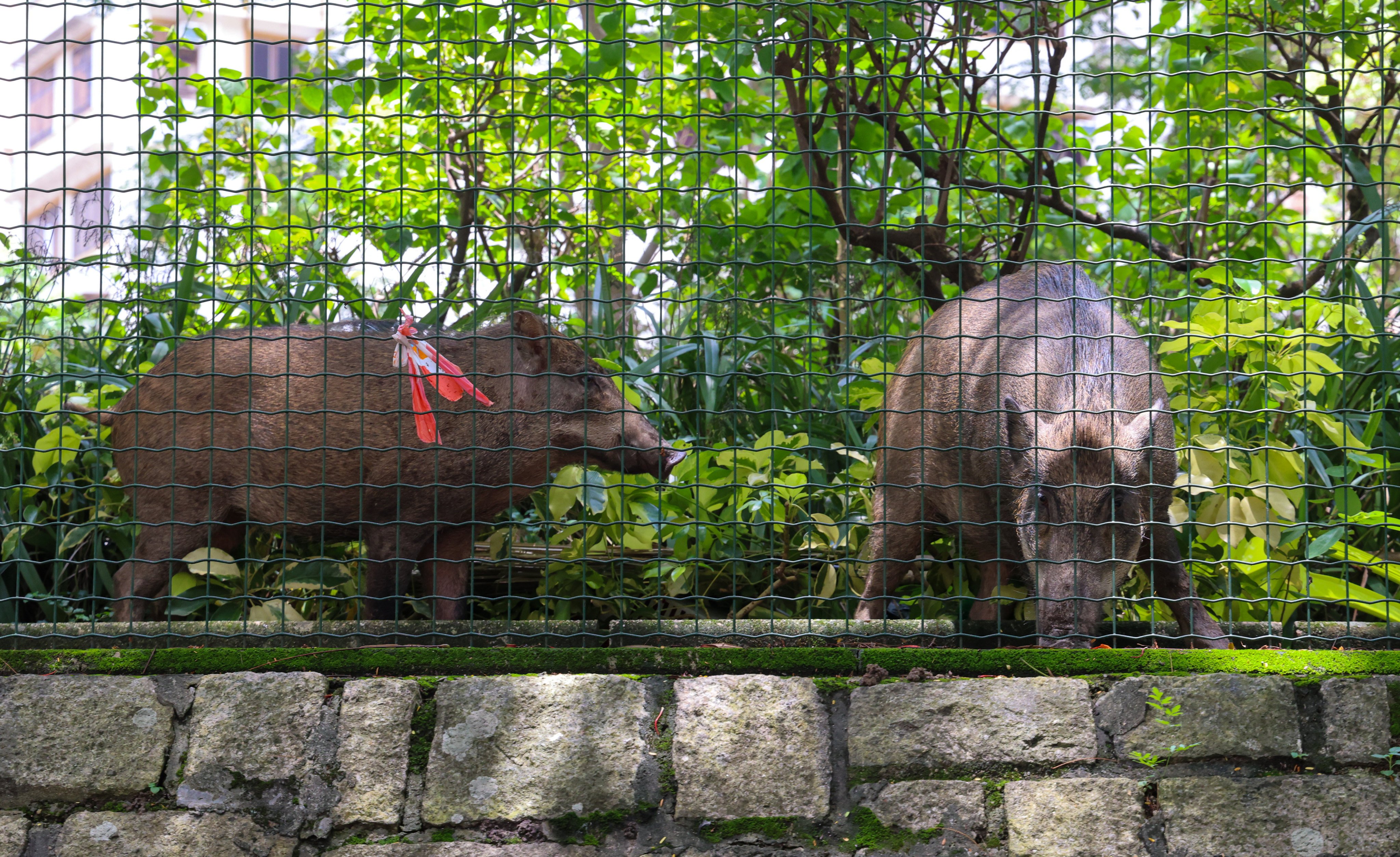 Two boars were spotted in Sham Shui Po at 10.10am. Photo: Jelly Tse