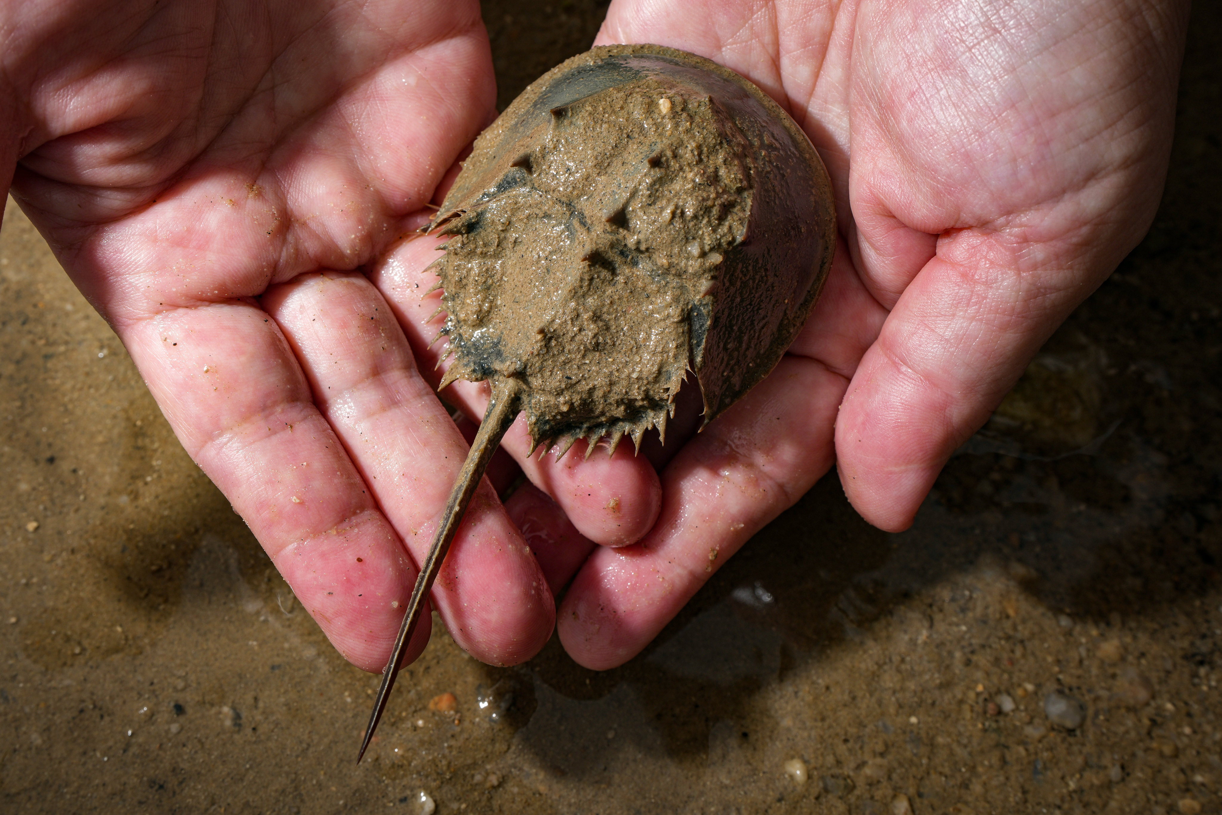 The International Union of Conservation Nature has declared tri-spine horseshoe crabs to be an endangered species and placed them on the organisation’s red list. Photo: Eugene Lee
