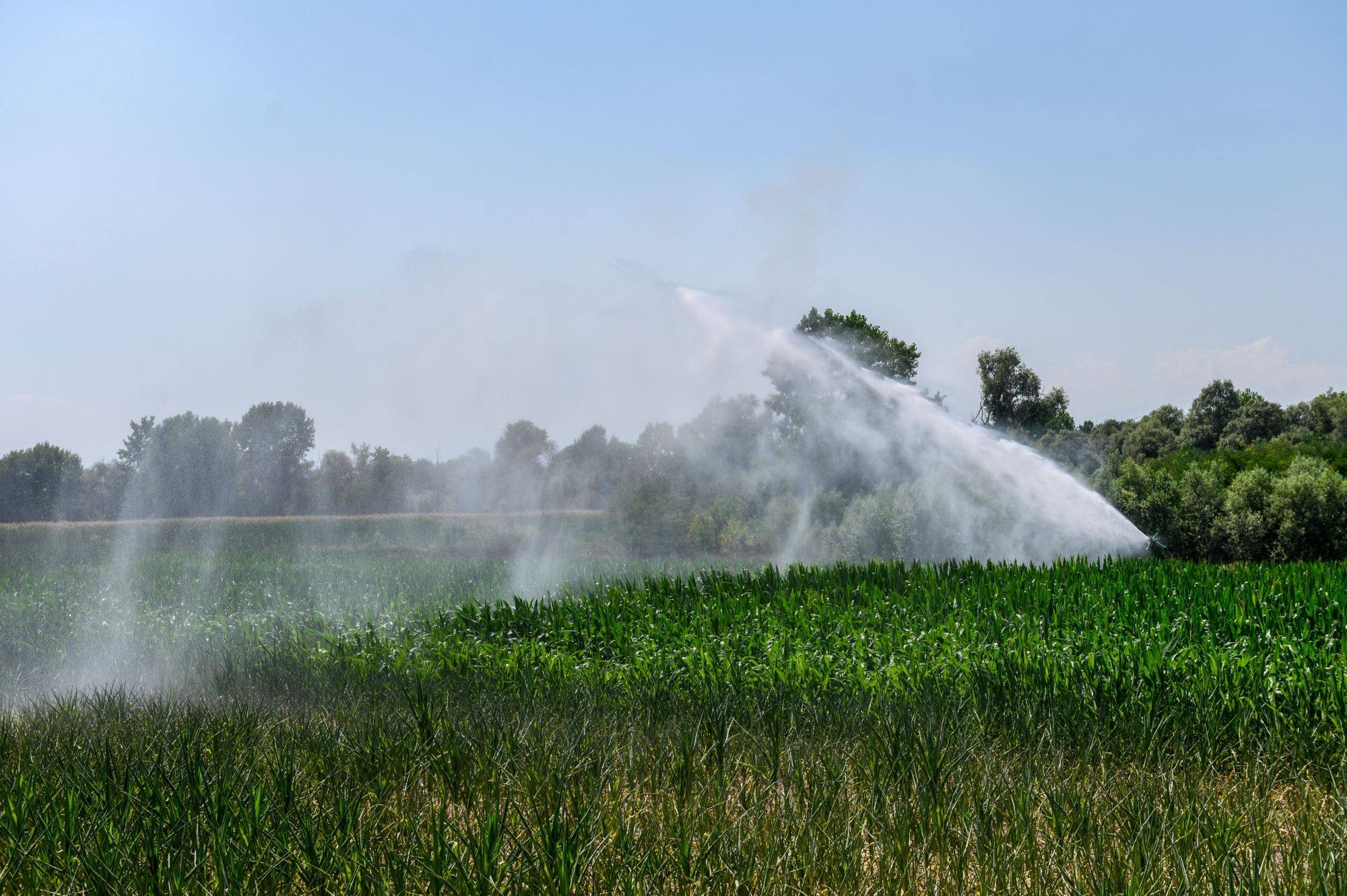 A field of corn being irrigated in Carmagnola, Italy. Photo: Bloomberg
