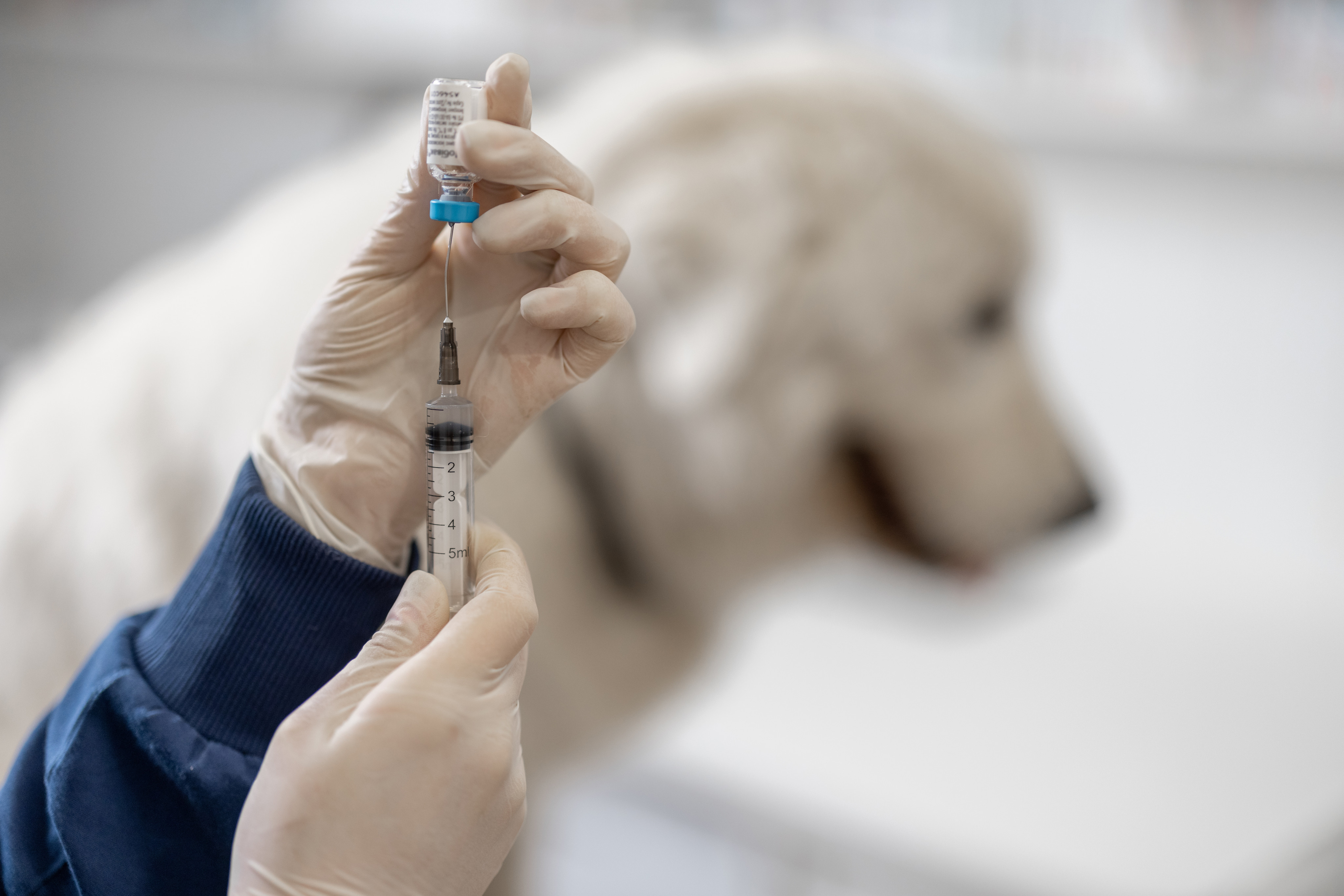 It is important that all dogs receive a rabies vaccination. Photo: Shutterstock