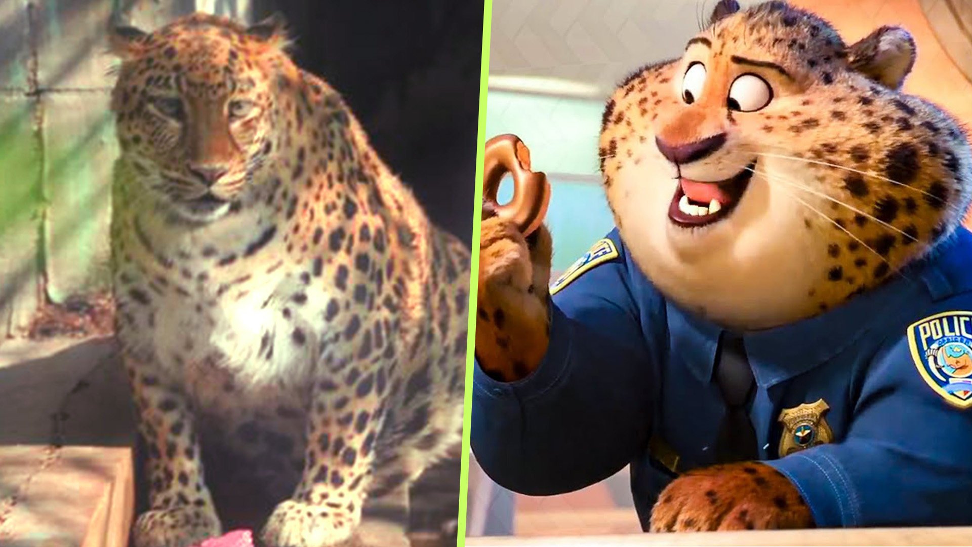 A big leopard at a zoo in China’s Sichuan province resembles Disney’s animated character, Officer Clawhauser. Photo: SCMP composite/Sina.com/YouTube