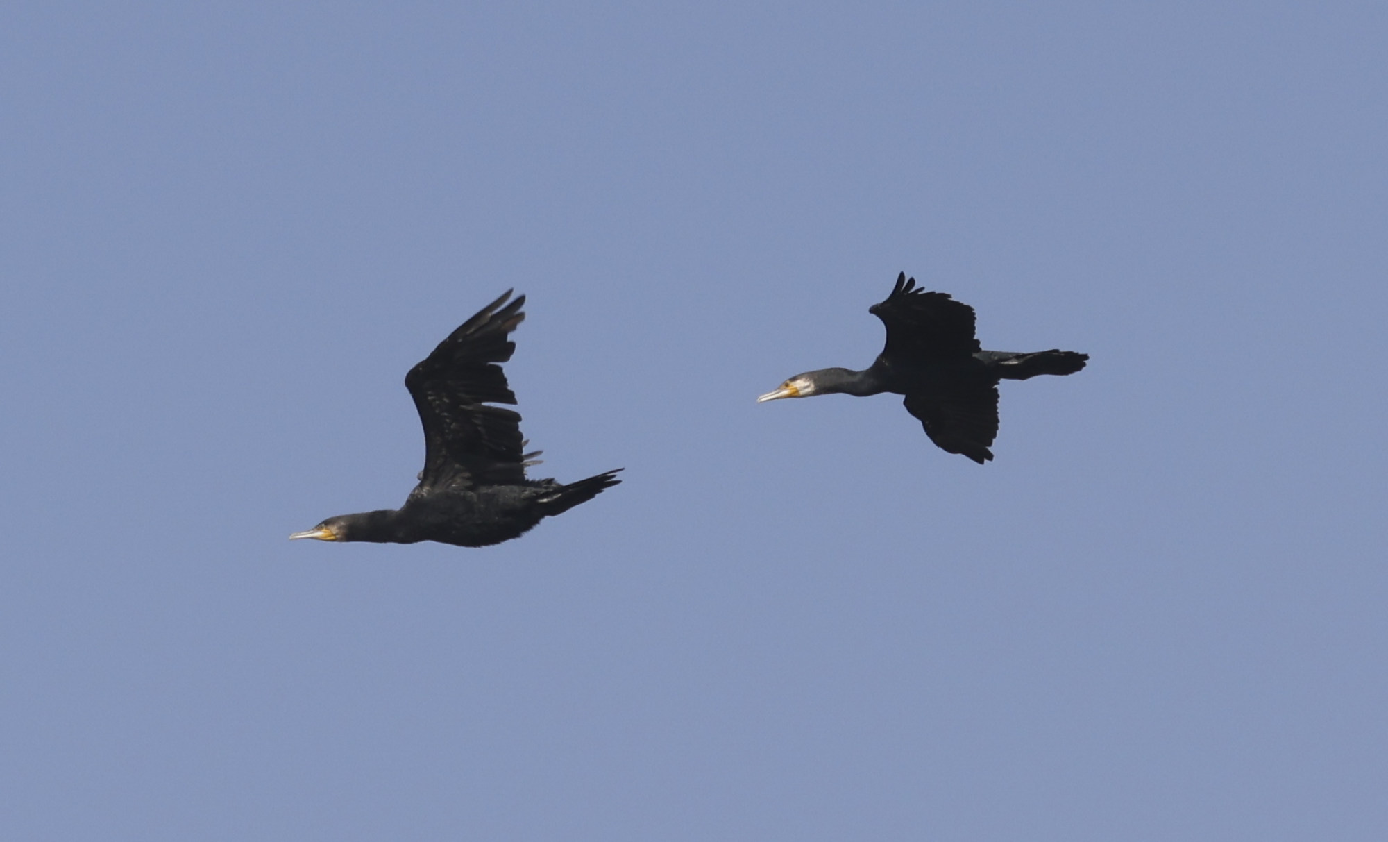 Great cormorants seen in San Tin. Birdlife International and the Hong Kong Bird Watching Society are among the groups opposing the development. Photo: Yik Yeung-man