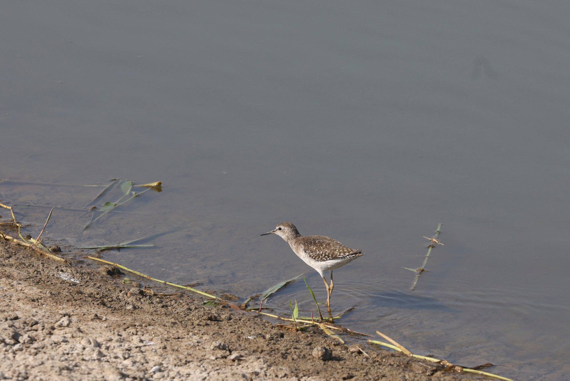A wood sandpiper at a fish pond in San Tin. Some residents are worried about the environmental impact of rezoning such spots. Photo: Yik Yeung-man