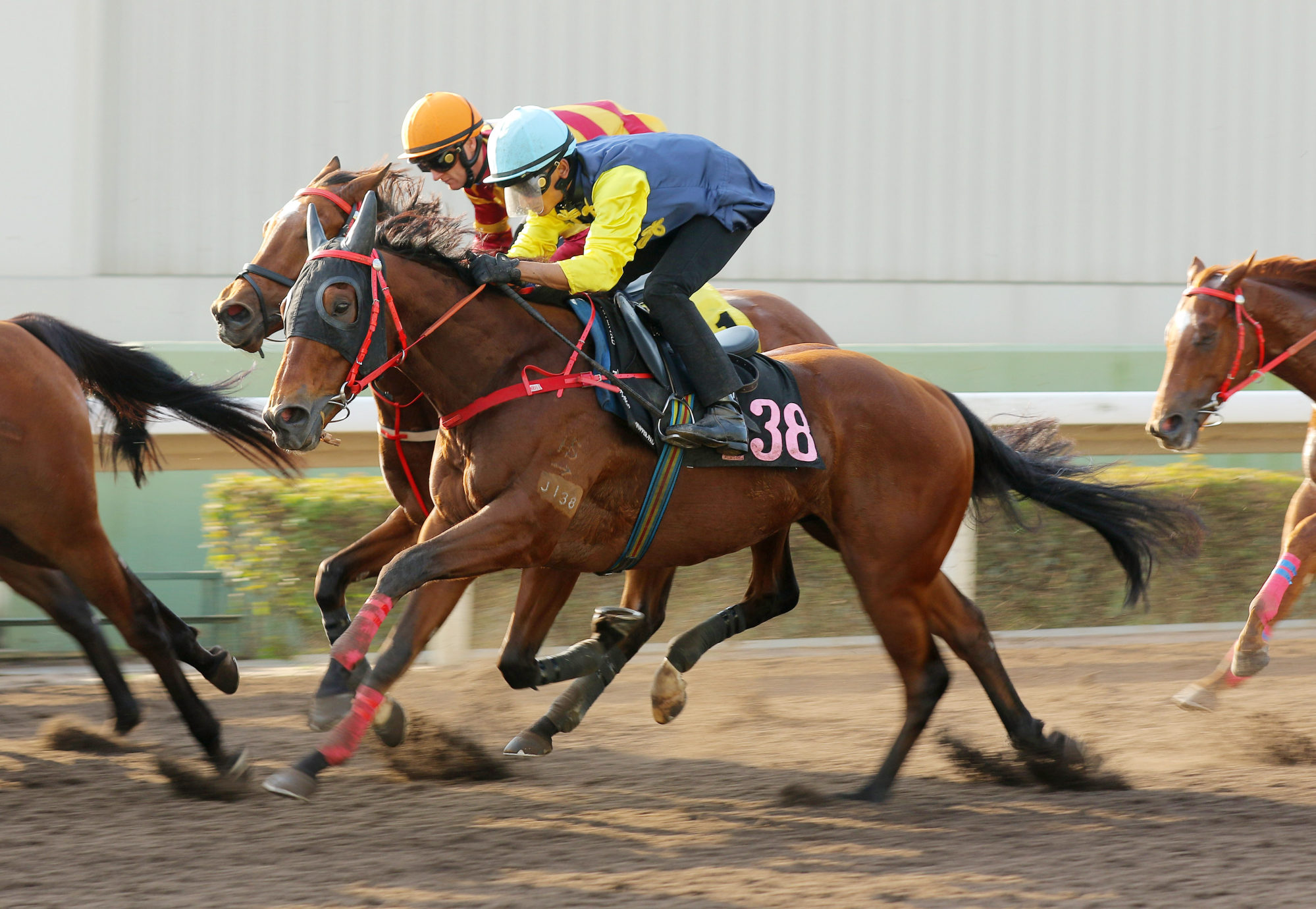 Chain Of Gold in action in a Sha Tin dirt trial last December.