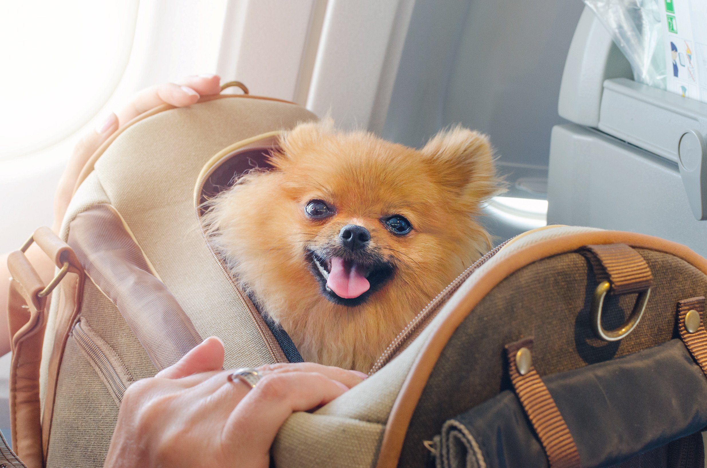 New travel regulations for dogs entering the US hope to prevent the spread of a deadly disease. Photo: Shutterstock