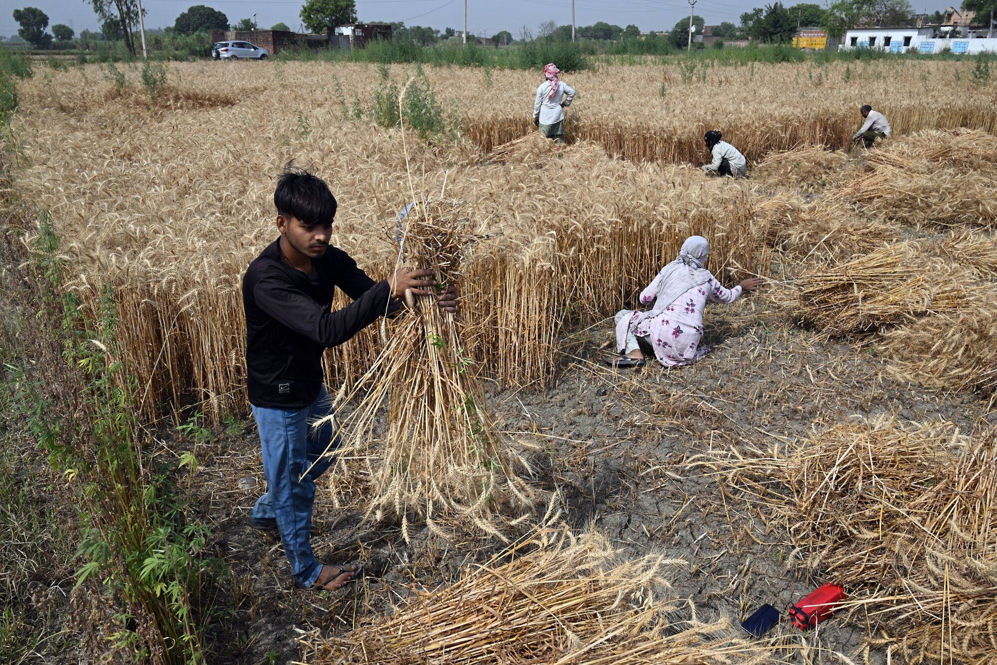 G7 under pressure to fight famine as heatwave, geopolitical crises ...