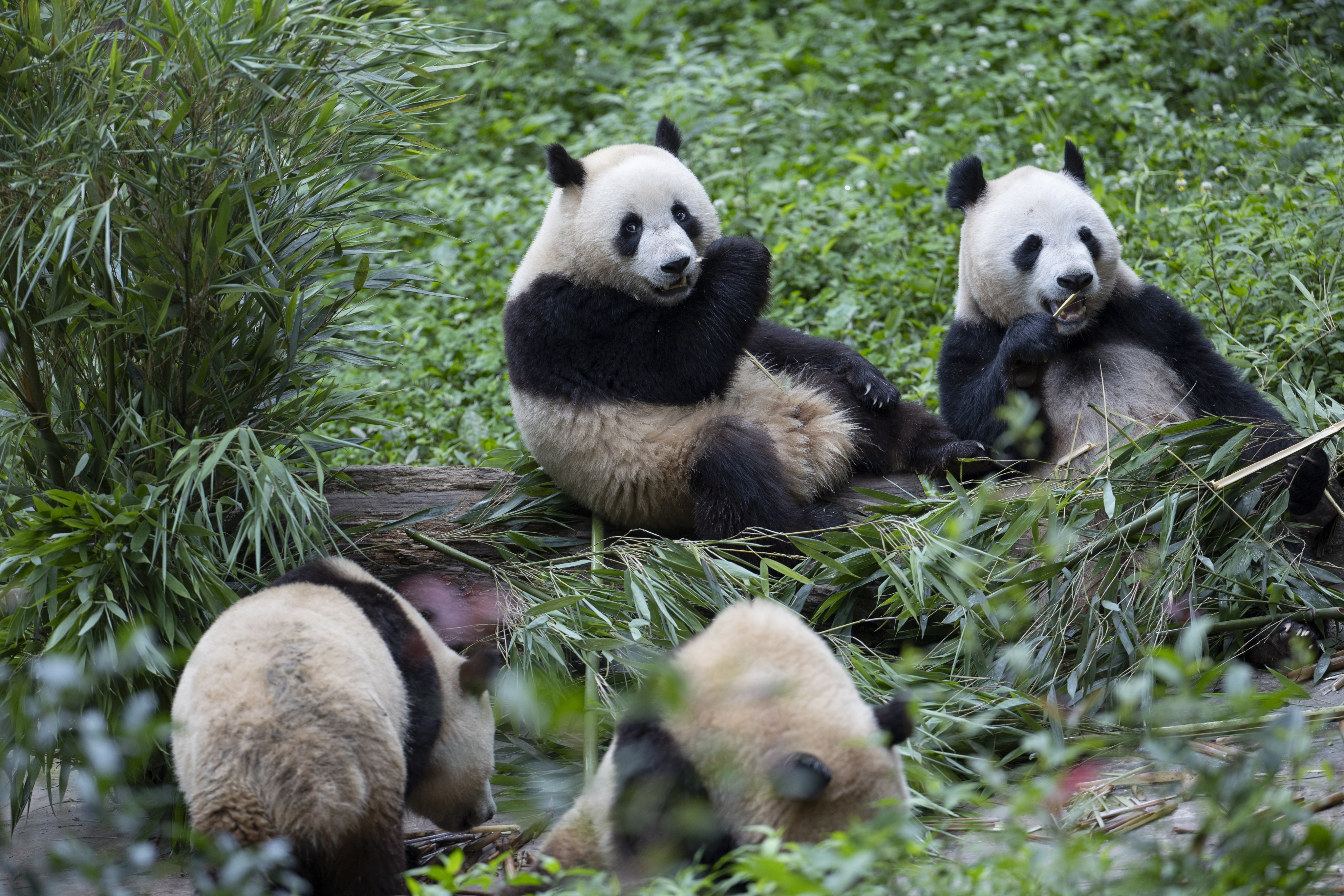 Giant pandas at the Bifengxia Giant Panda Base in Sichuan province, China. Two of the bears are en route to the San Diego Zoo in California. Photo: EPA-EFE