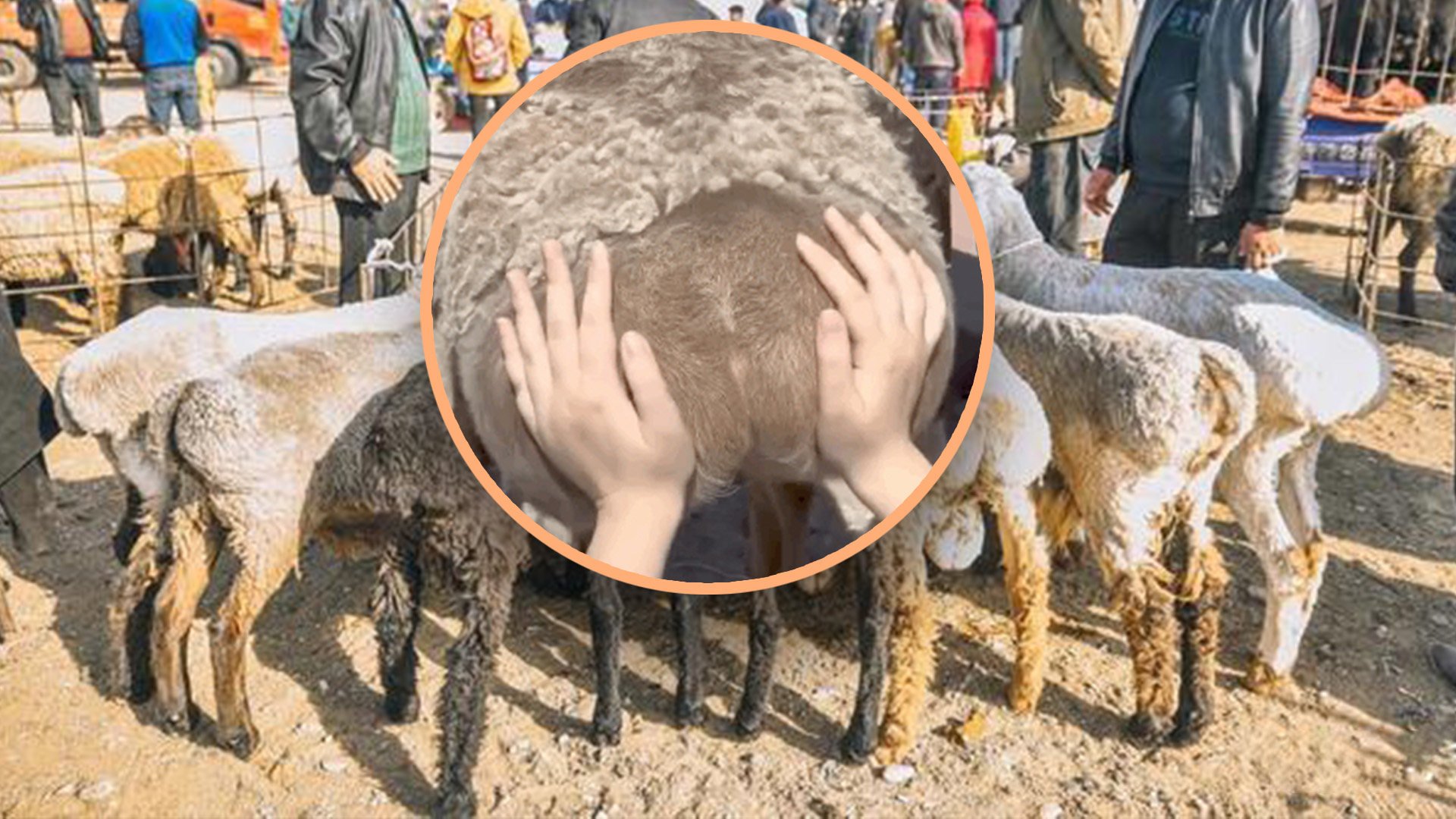 Young people in China have found a new way of relieving stress, touching the buttocks of sheep. Photo: SCMP composite/Weibo/QQ.com