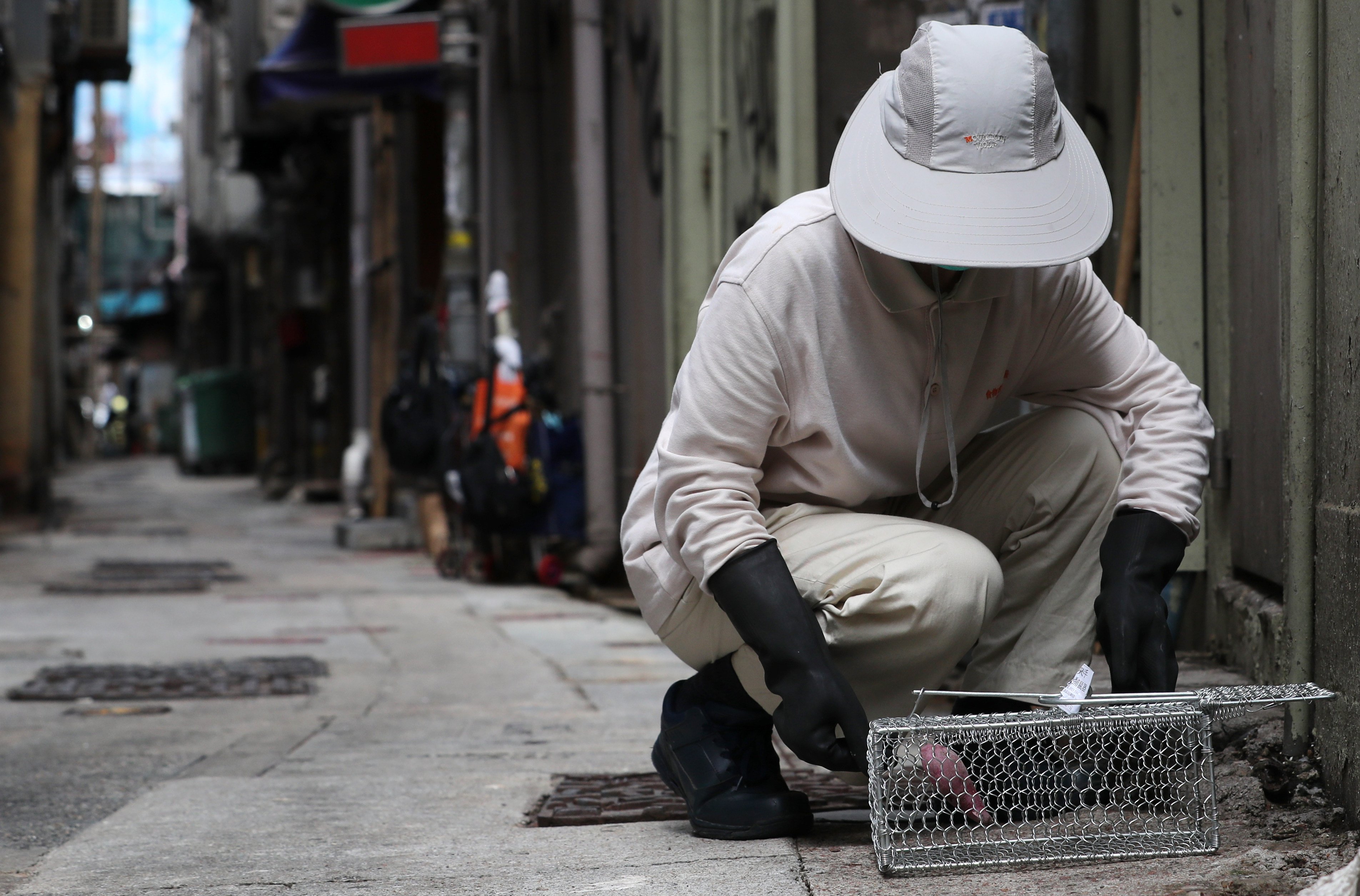 A worker sets a trap with sweet potato as bait for catching rodents in Wan Chai on May 20, 2019, during a three-month citywide campaign launched by the Food and Environment Hygiene Department to prevent the spread of rat hepatitis E. Photo: Sam Tsang