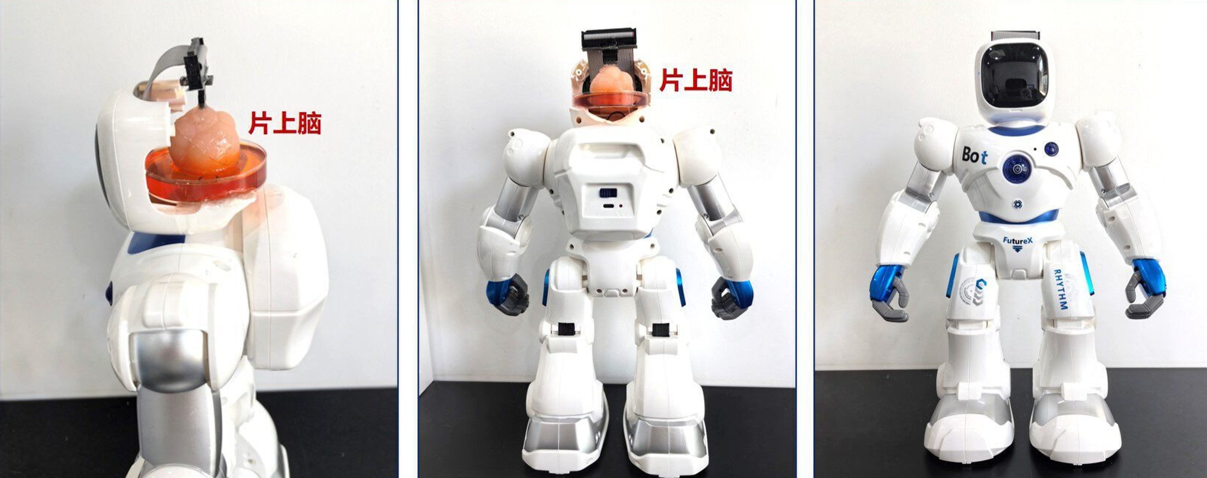 The robots have an artificial brain as well as a neural chip. Photo: Tianjin University