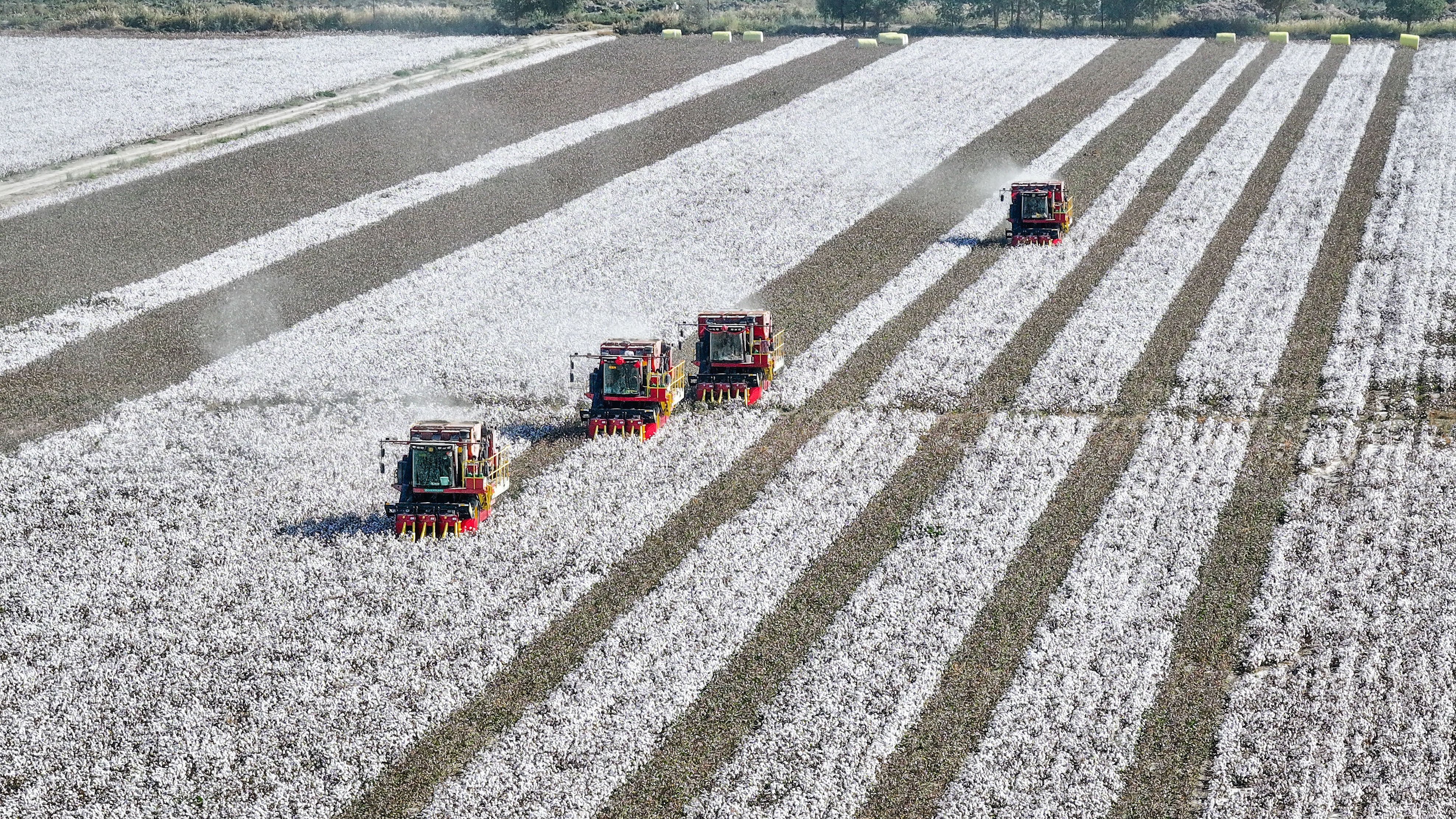 UK authorities must reconsider whether to open a probe into the import of cotton allegedly produced by slave labour in Xinjiang, a London court ruled. Photo: Xinhua