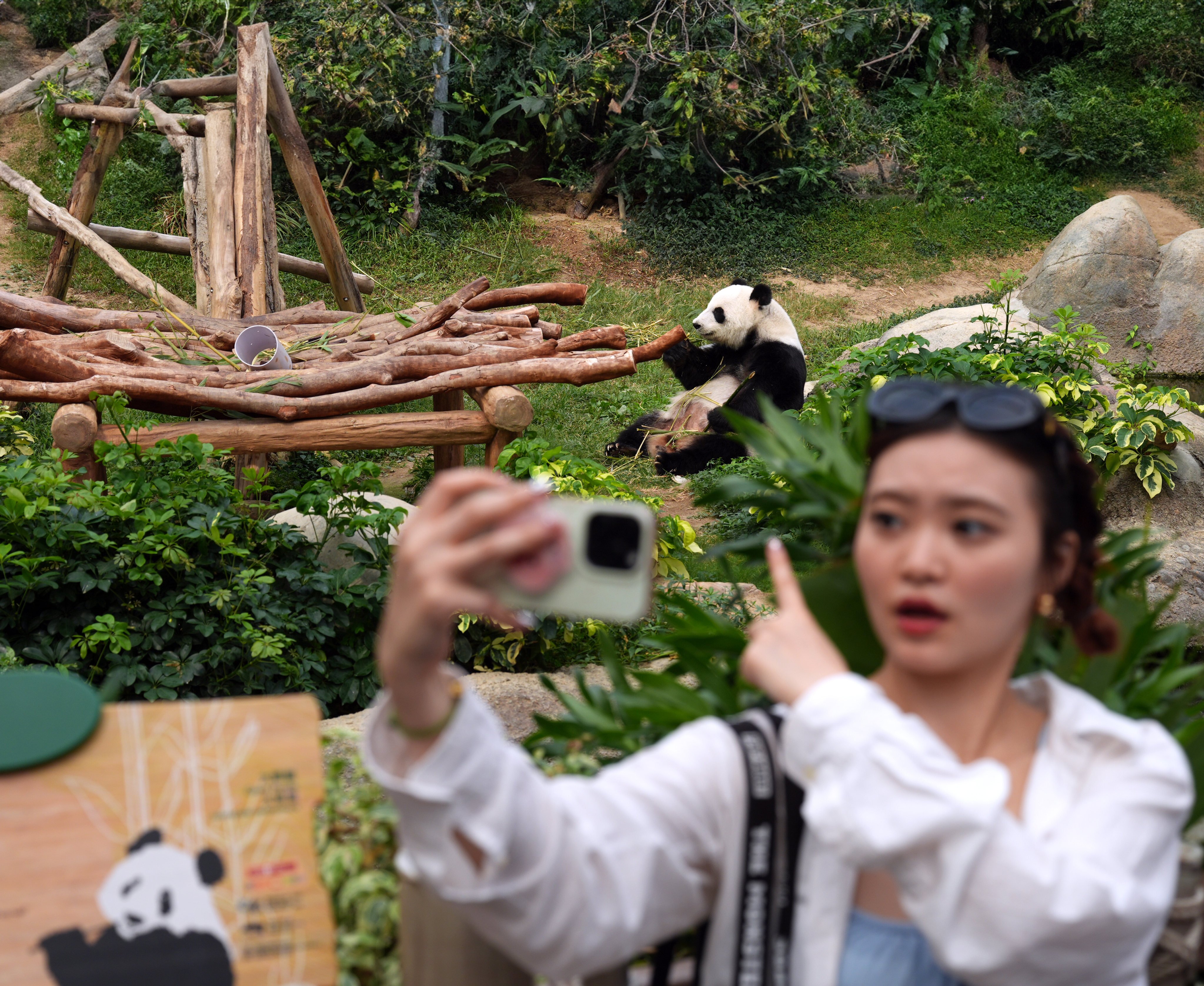 A visitor to Ocean Park snaps a photo with giant panda Ying Ying during the July 1 holiday. Photo: Eugene Lee