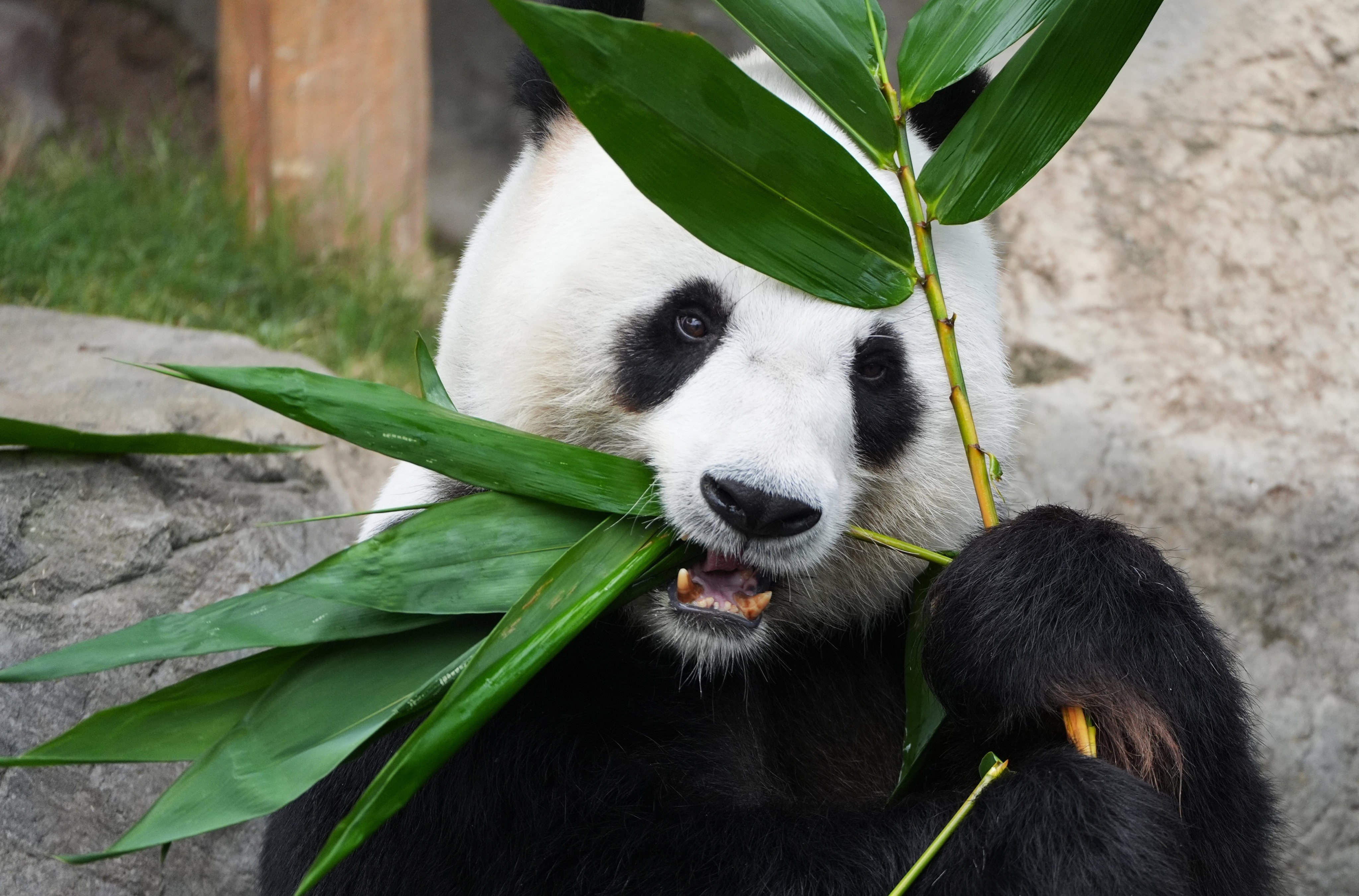 Le Le was one of two giant pandas gifted to Hong Kong in 2007. Photo: Eugene Lee