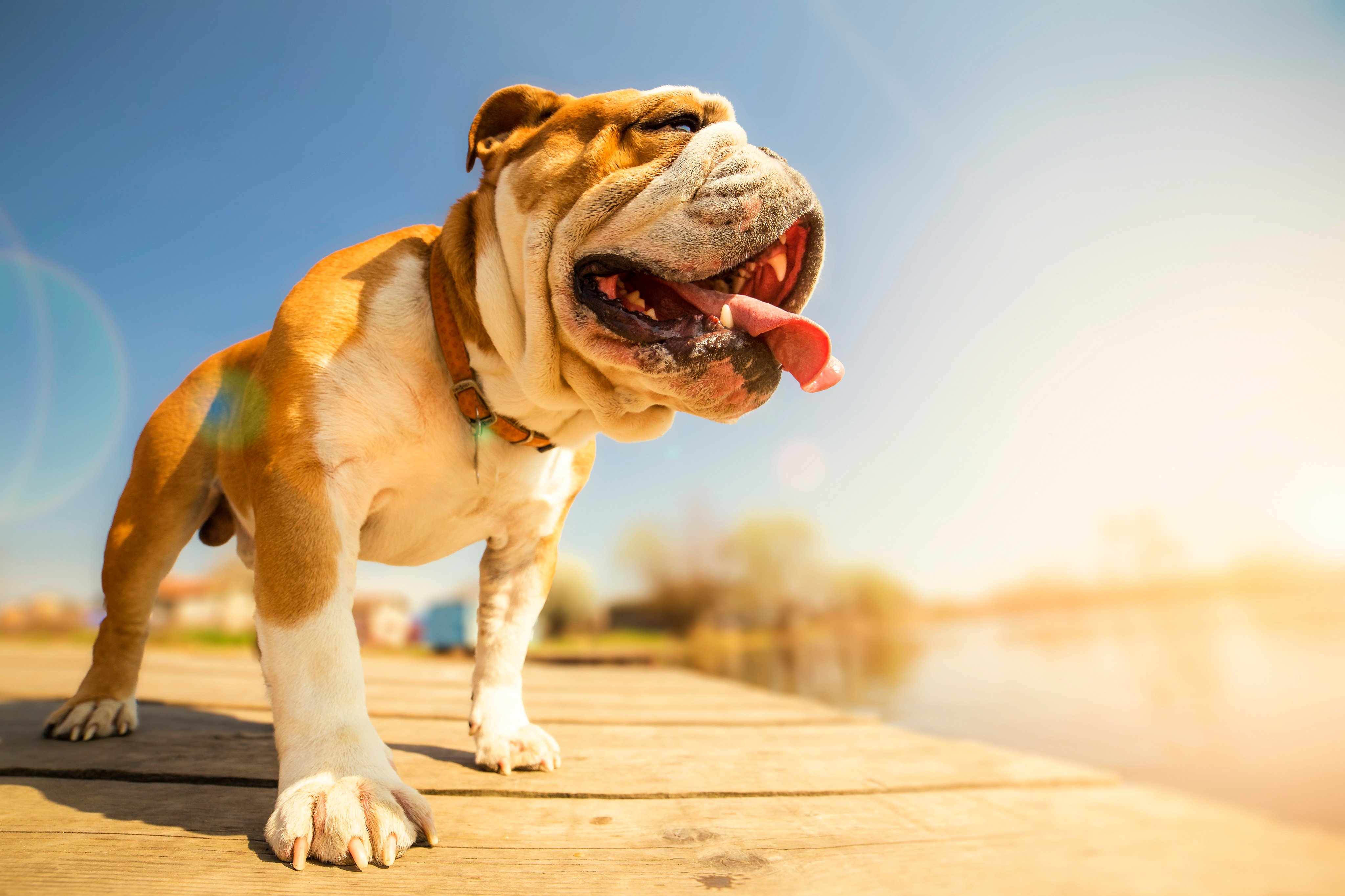 Snub-nosed dog breeds are most vulnerable to heat stroke. Photo: Shutterstock 