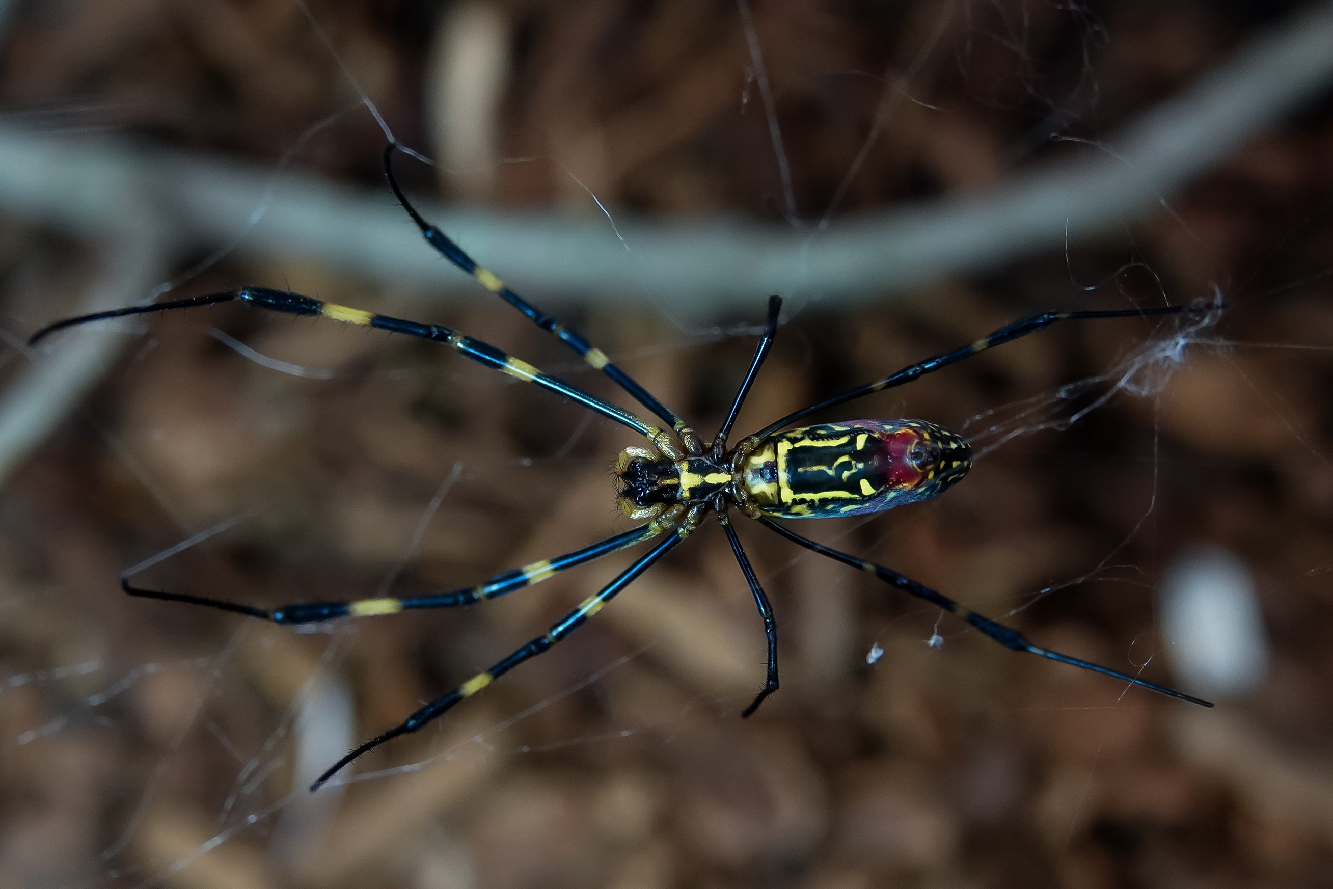 Joro spiders, originally from east Asia, were first found in the US state of Georgia in 2014 and could spread as far north as New York or New Jersey this summer, according to experts. Photo: EPA-EFE/ University of Georgia