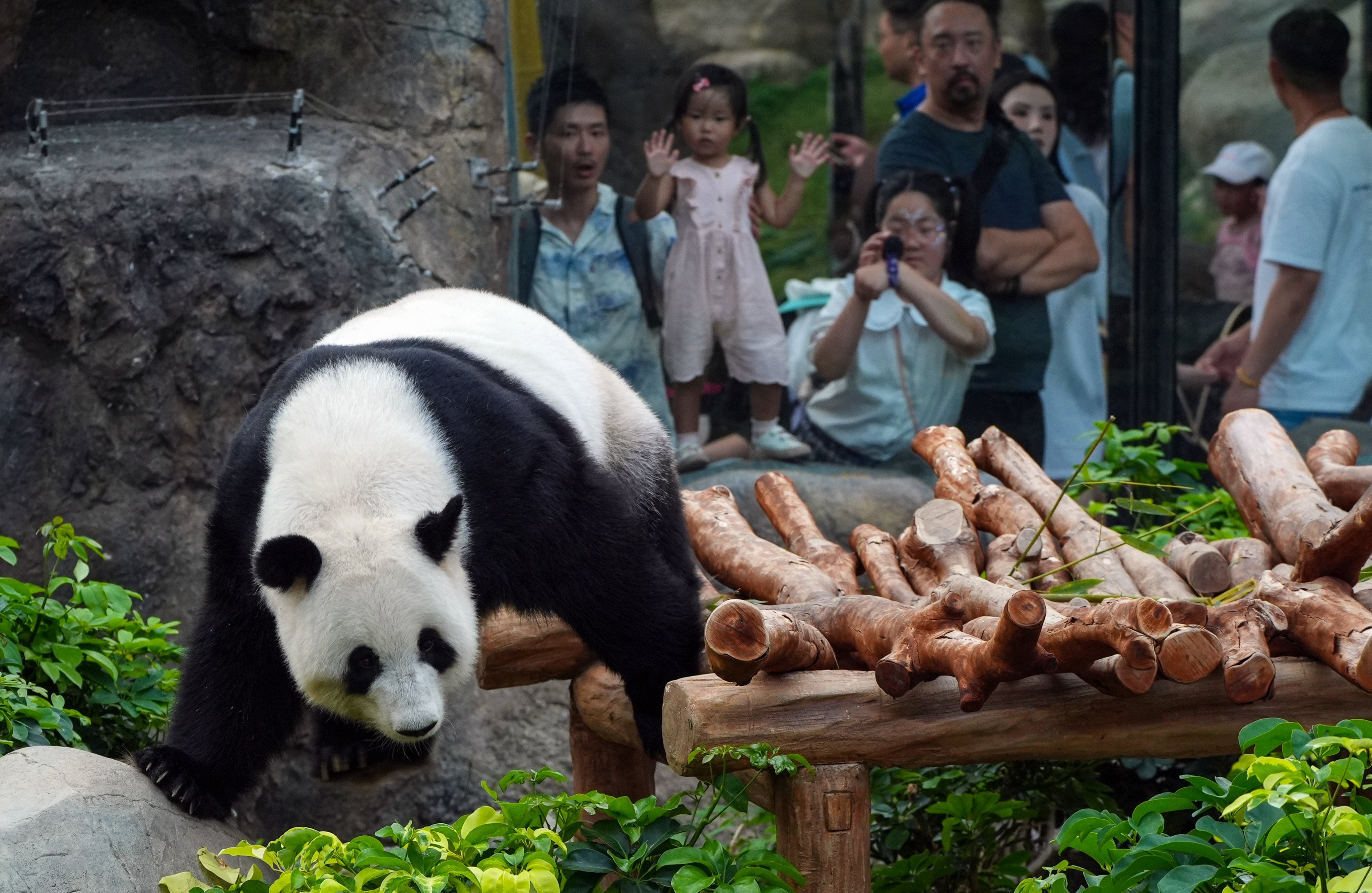 Giant panda Ying Ying at Ocean Park. Beijing has gifted an additional pair of pandas to Hong Kong. Photo: Eugene Lee