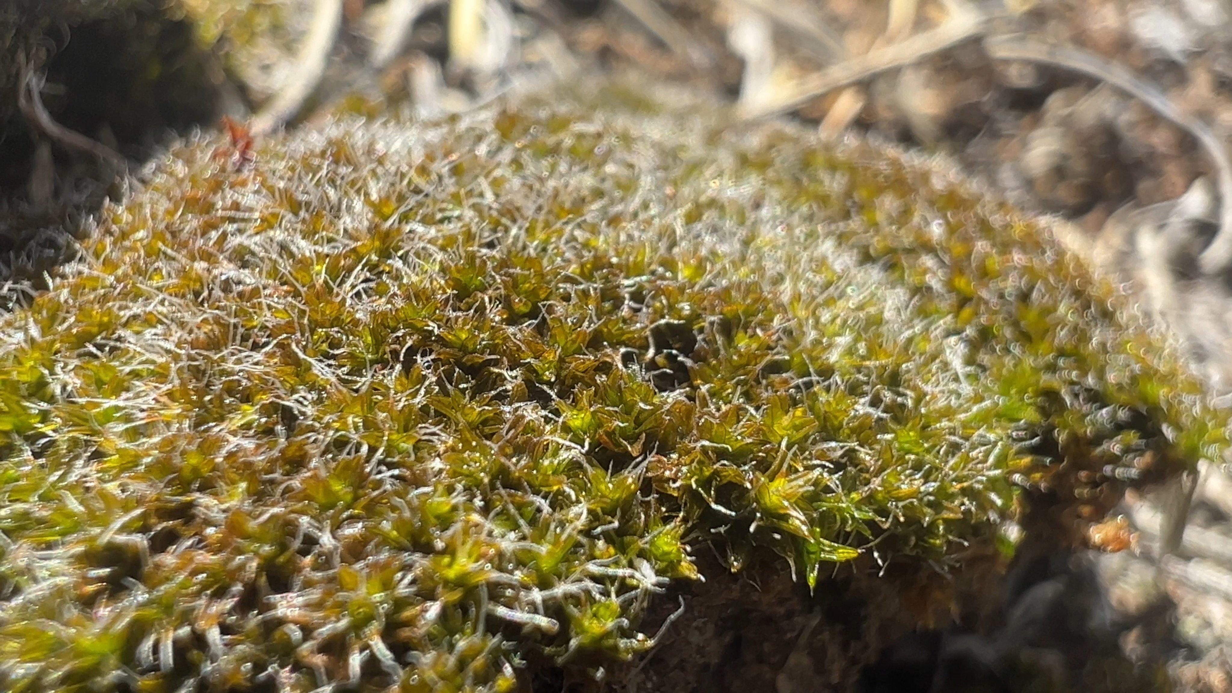 A team of researchers from the Chinese Academy of Sciences found that a desert moss species could withstand the harsh conditions of the Martian environment. Photo: Handout