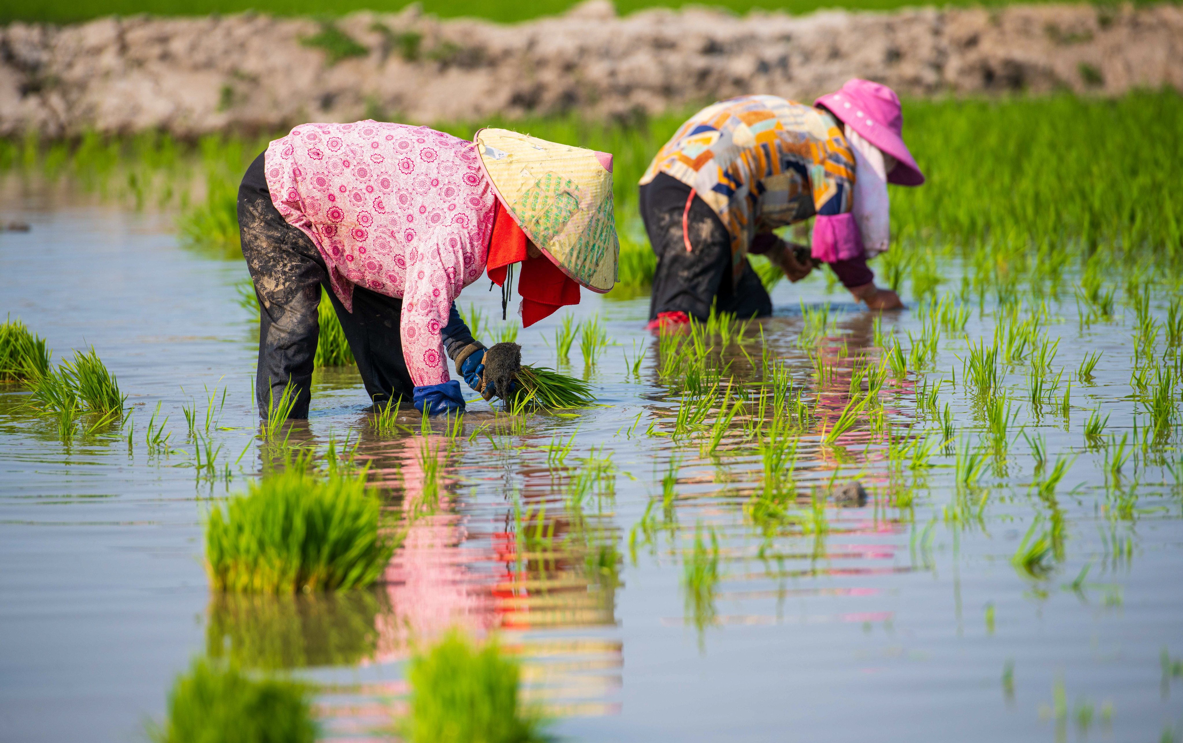 Recent floods in China are threatening the country’s harvest of early-season rice, a dietary staple and a major component of Beijing’s campaign to ensure food security. Photo: Xinhua