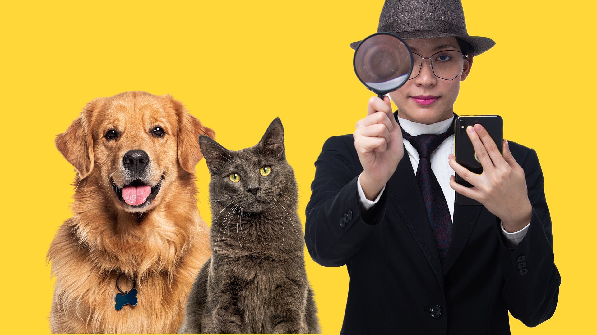The Post investigates the unusual business of being a pet detective in China. Photo: SCMP composite/Shutterstock
