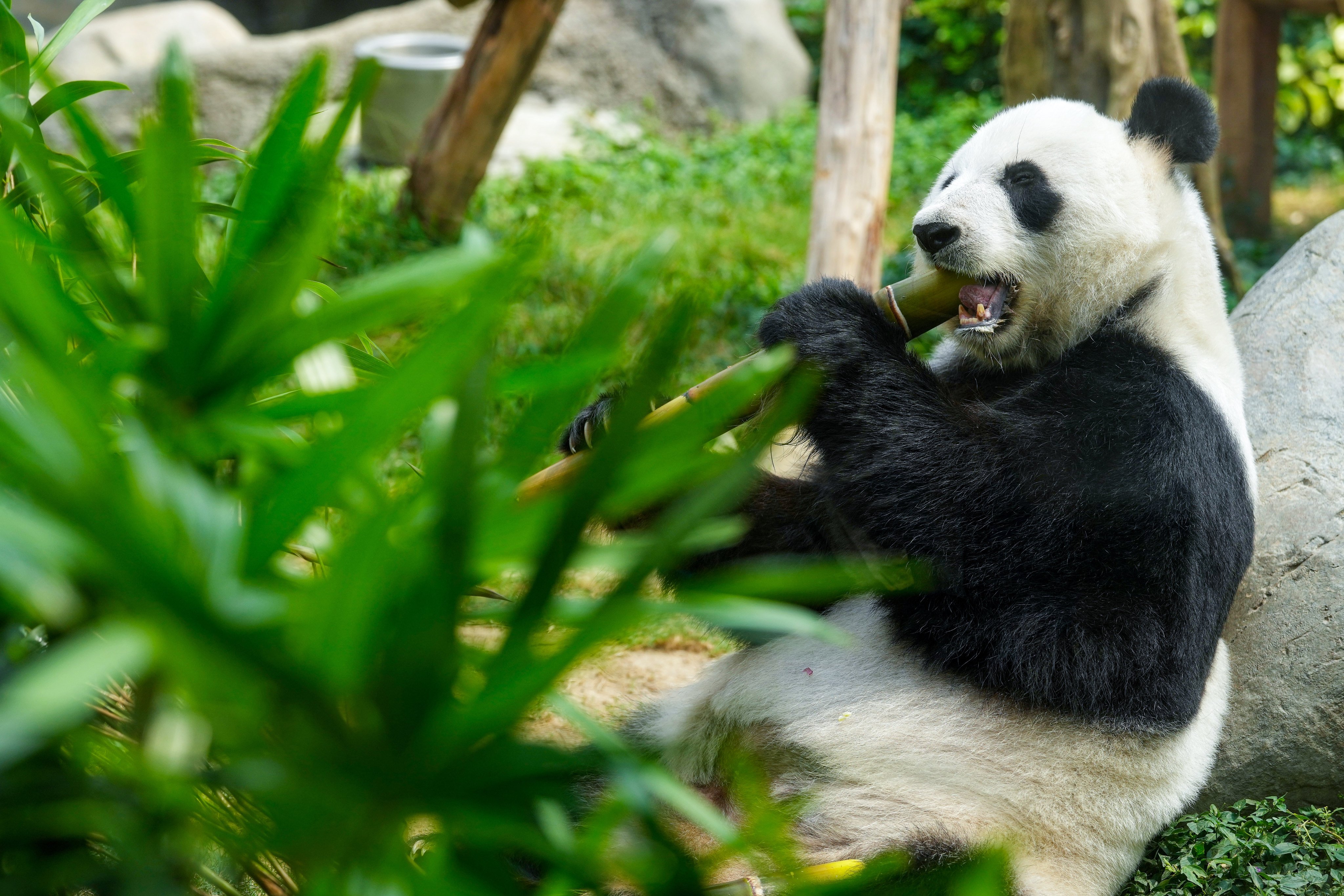 The new pandas will join Ying Ying (pictured) and Le Le at Ocean Park. Photo: Elson Li