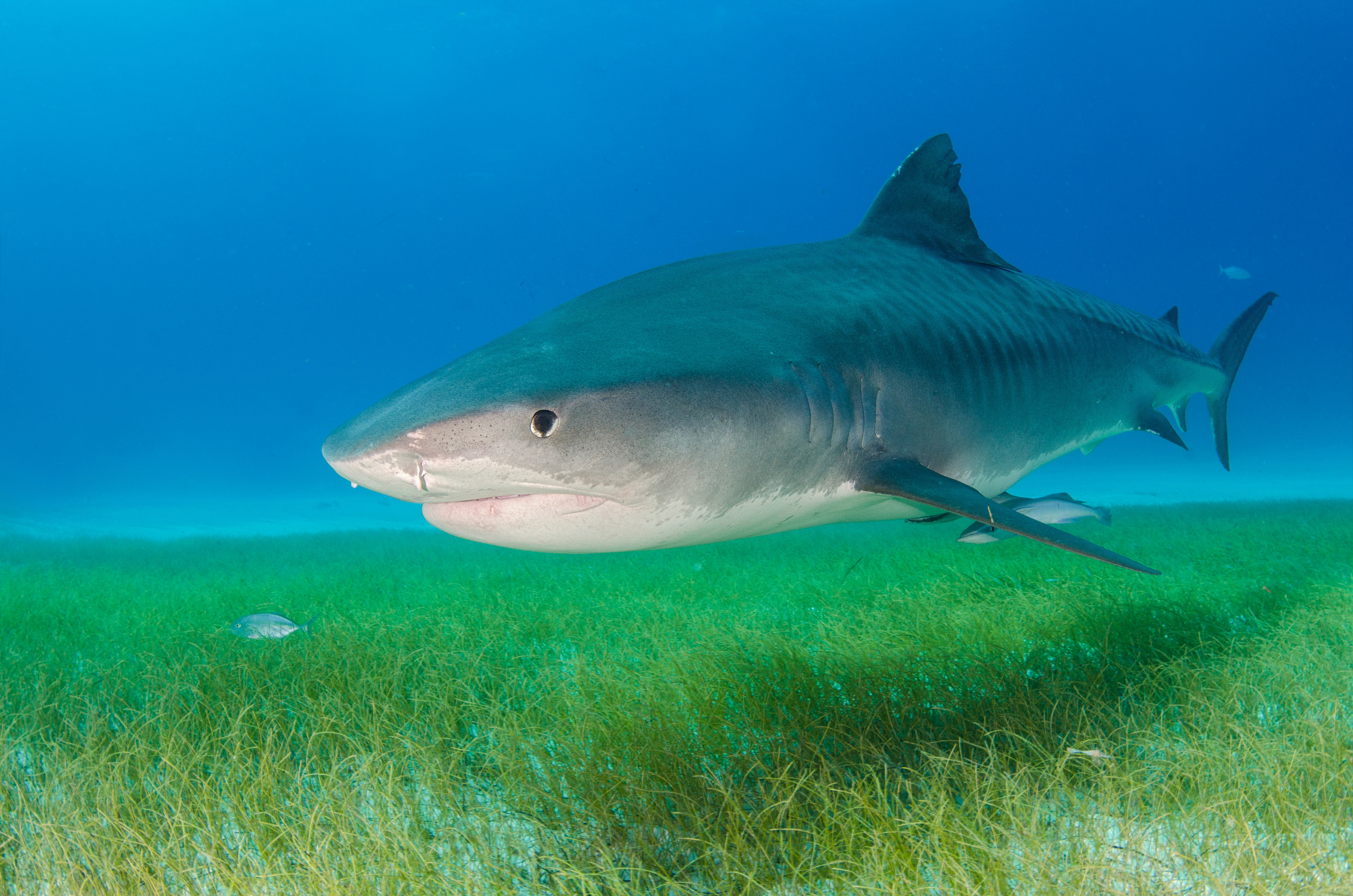 Rising sea temperatures are pushings sharks into Japan’s shallow waters, causing problems for fish farms. Photo: Shutterstock/File