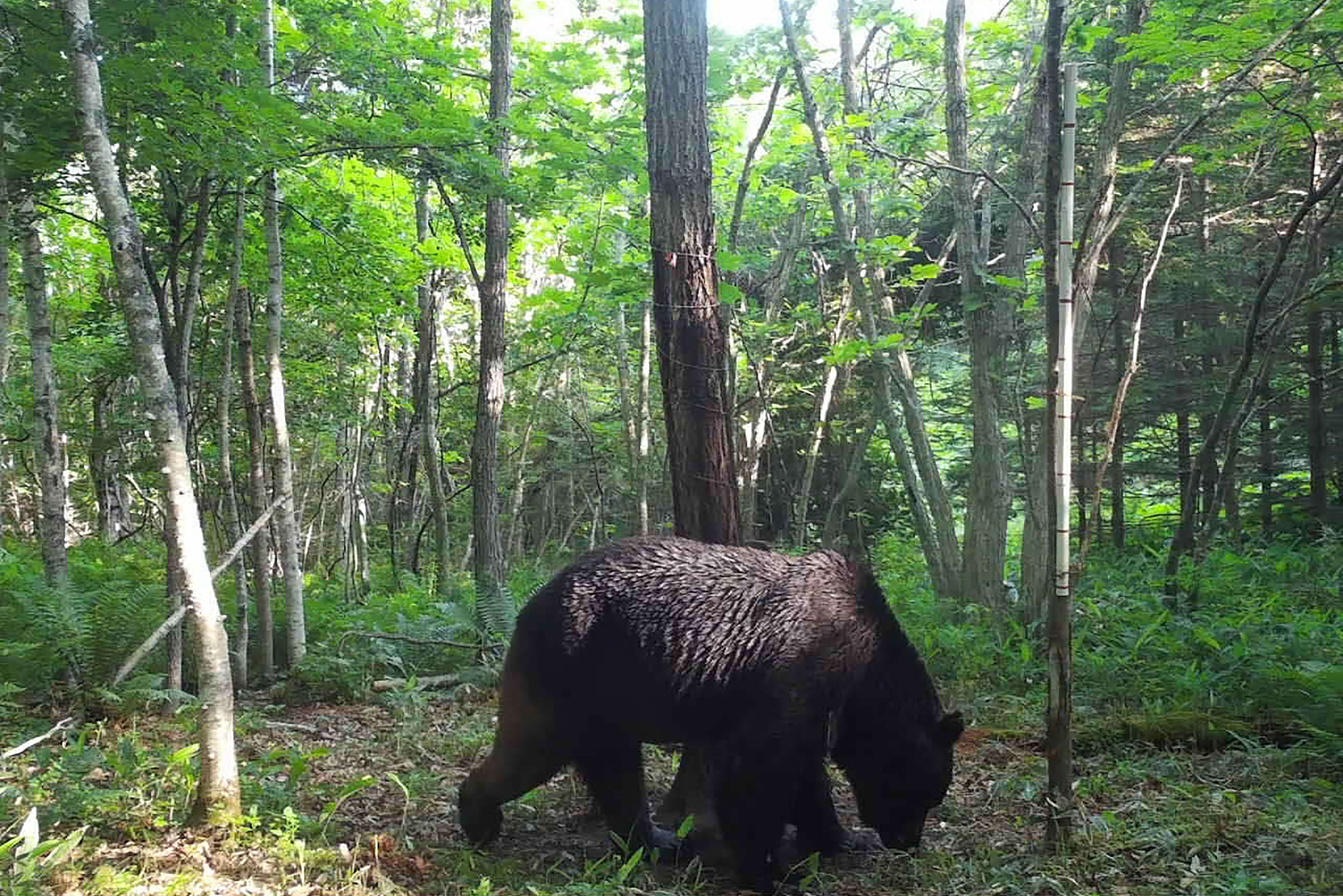 A bear caught on hidden camera in Japan’s northern Hokkaido prefecture last year. The country has seen a record 219 bear attacks, including six fatalities, over the past year. Photo: Shibecha Town/Handout via AFP