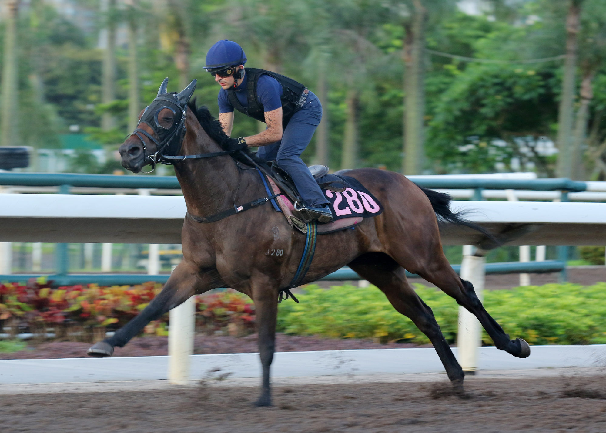 Harold Win gallops on the all-weather track at Sha Tin under Andrea Atzeni.