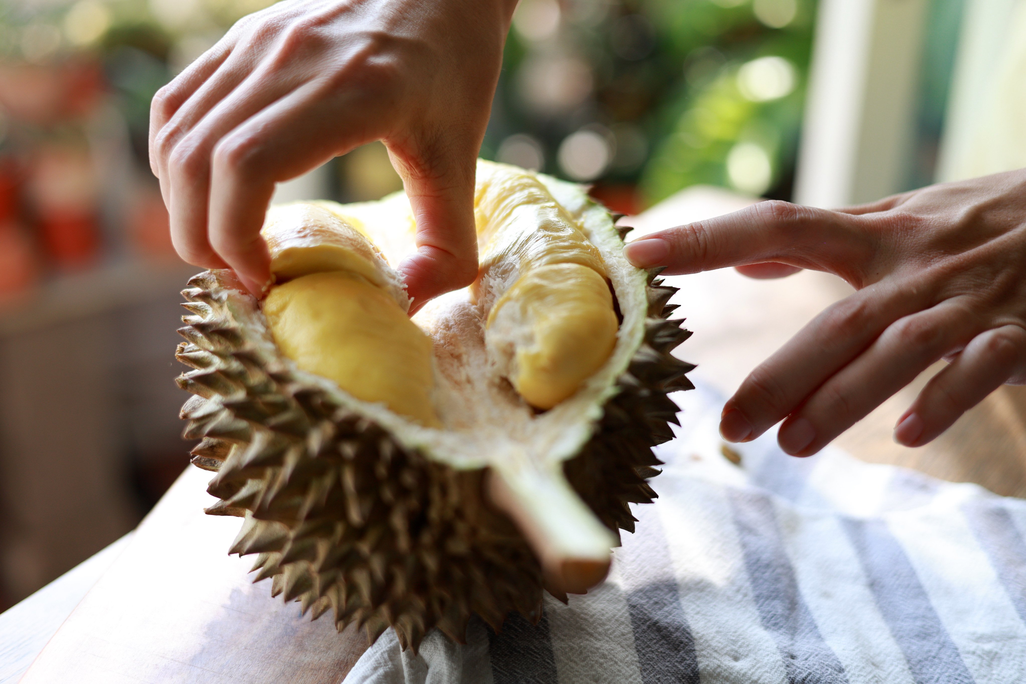 Malaysia is renowned for its durian, a unique and strongly flavored fruit known as the “King of Fruits.” Durian is native to Southeast Asia and is highly prized for its rich, creamy, and sometimes pungent taste. PHOTO: Getty Images