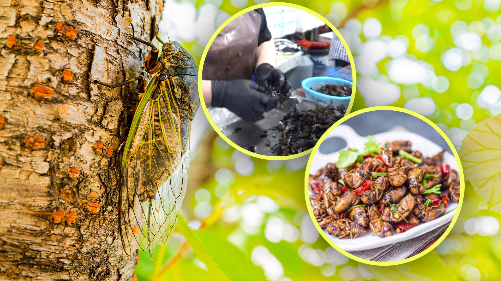 The Post delves into the curious world of eating cicadas in China. Photo: SCMP composite/Shutterstock/Douyin/Baidu