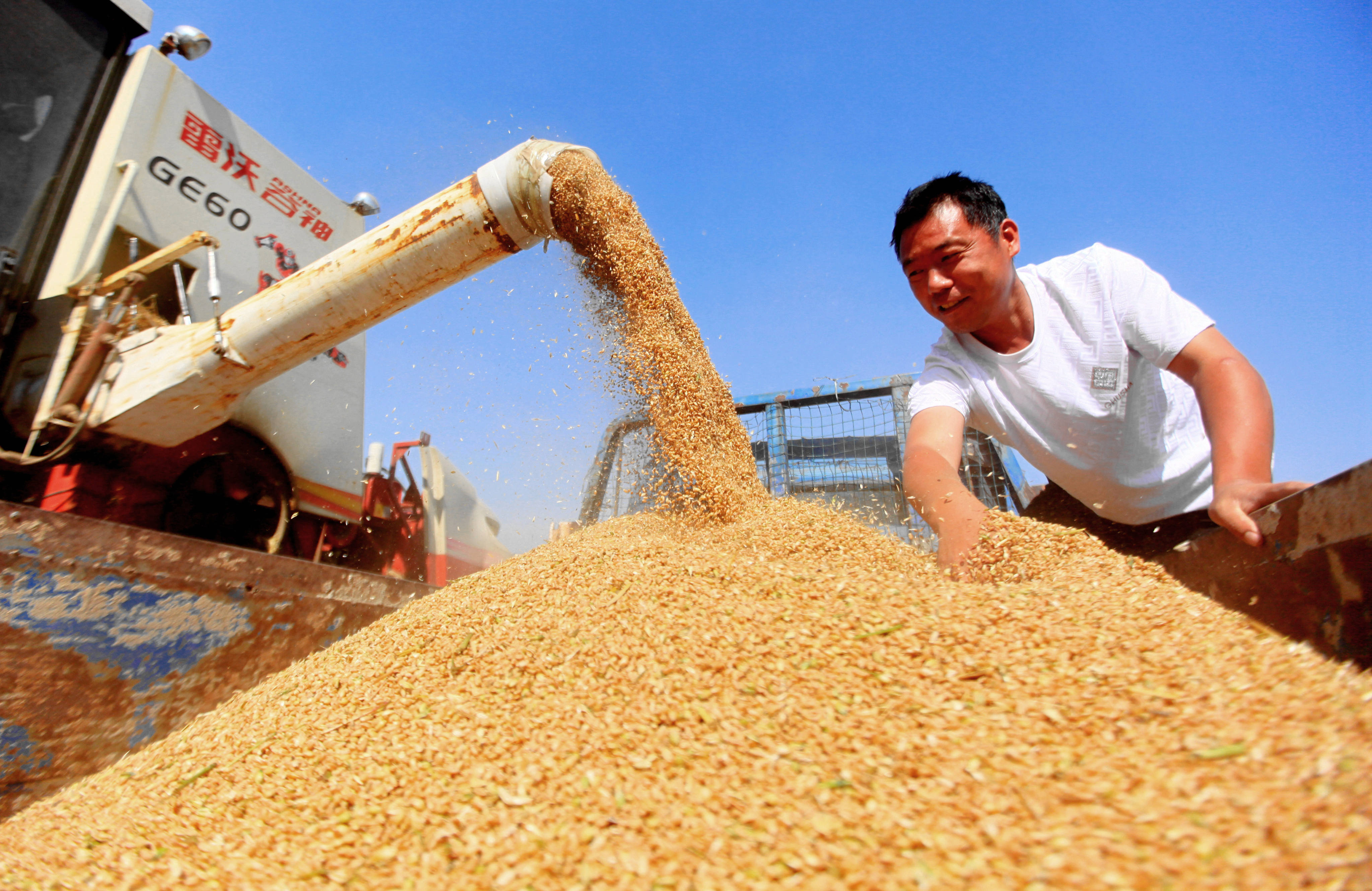 Wheat being loaded onto a truck at the Difang township of Linyi city in eastern China’s Shandong province on June 13, 2023. Photo: Xinhua.