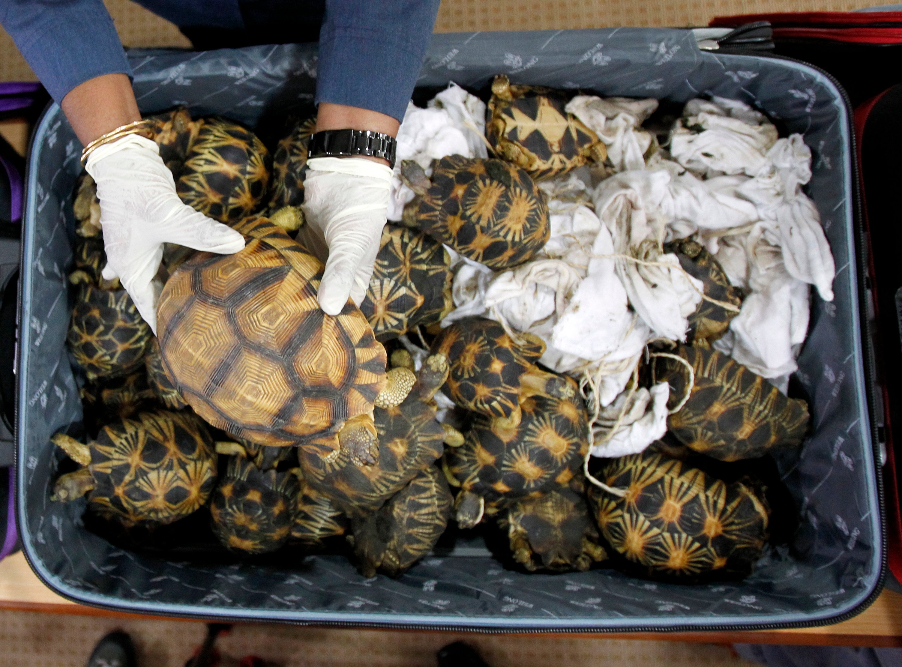 A Malaysian Customs official holds seized tortoises on May 15, 2017. Some 200 turtles and tortoises were seized by Malaysian officials recently. Photo: AP/File